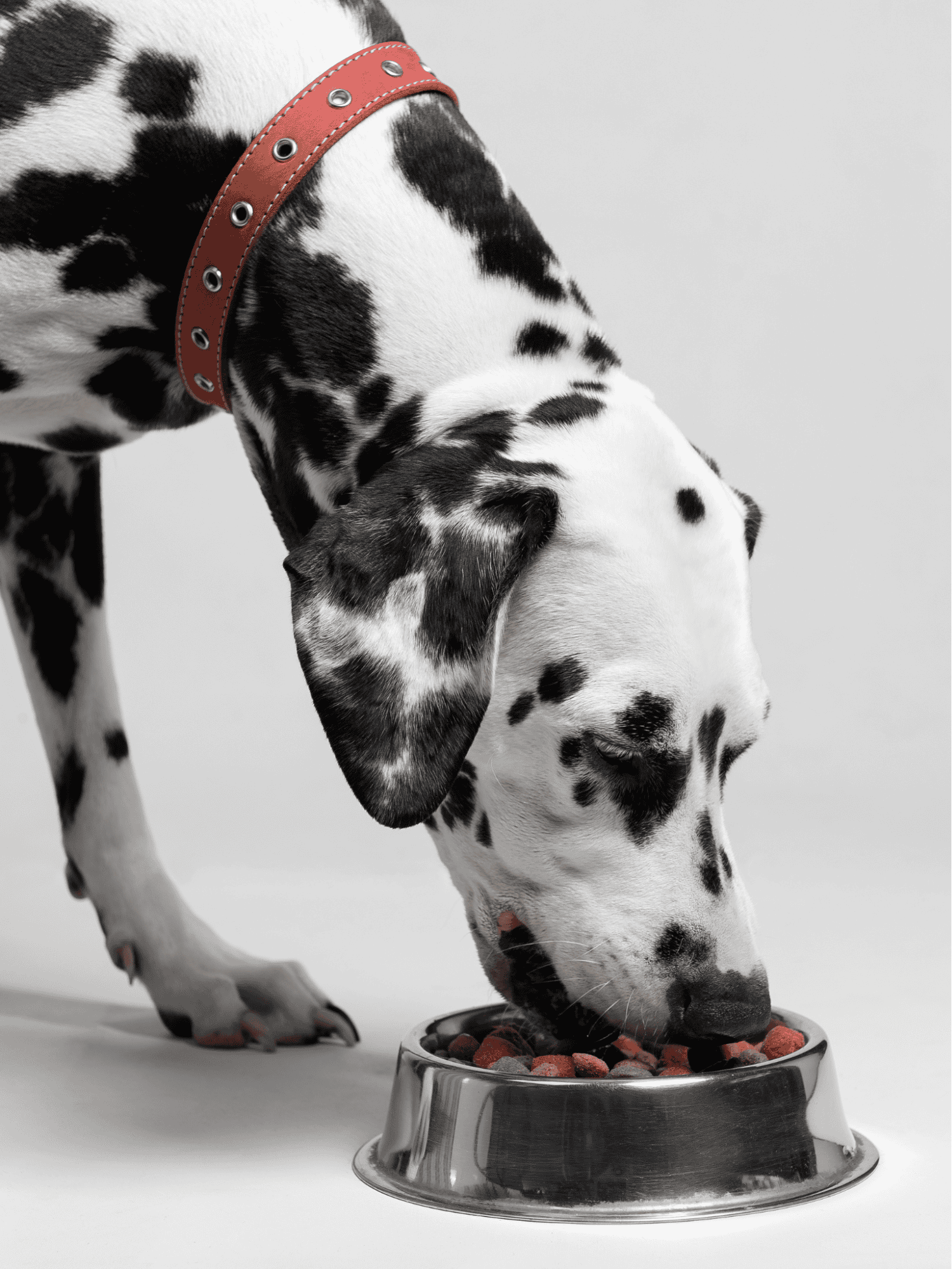 Dalmatian Food & Diet Requirements