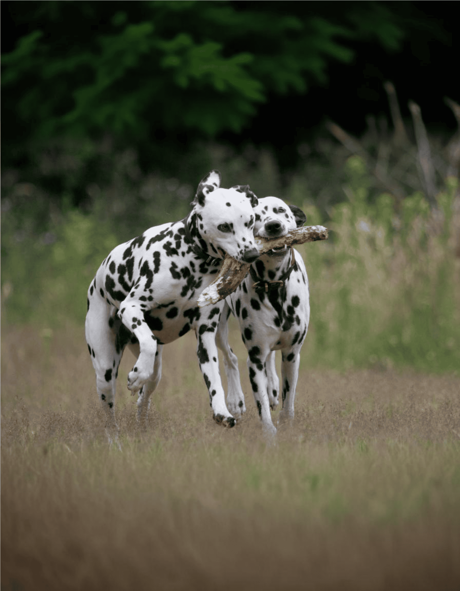 Dalmatian photo 2