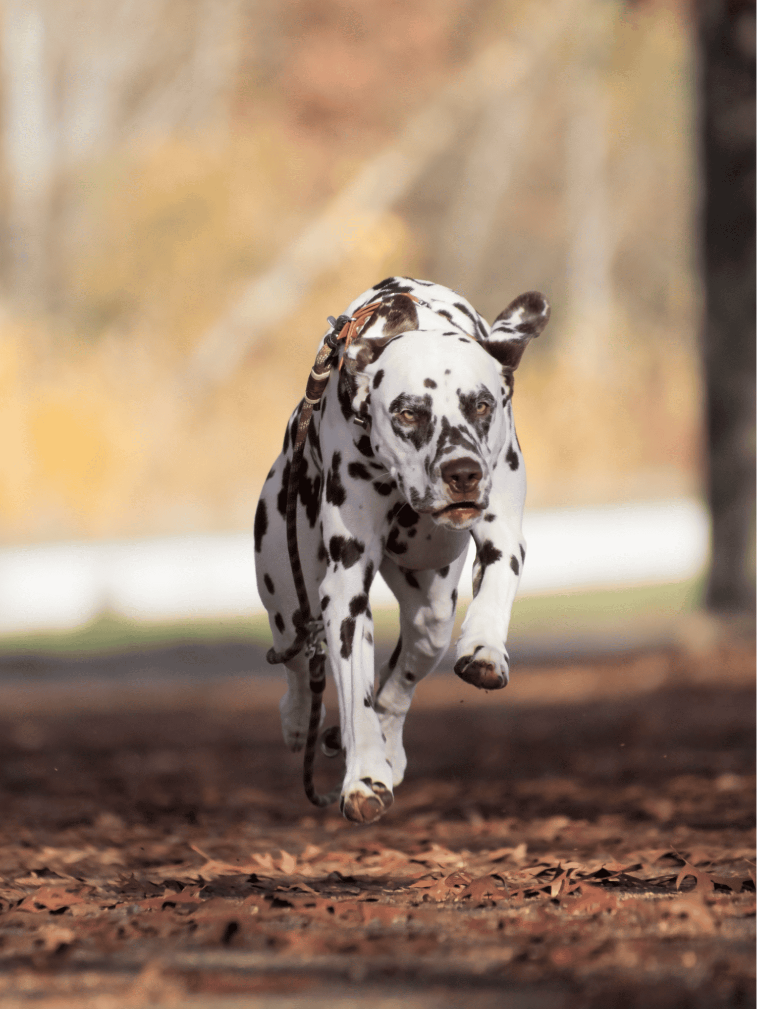 Dalmatian photo 3