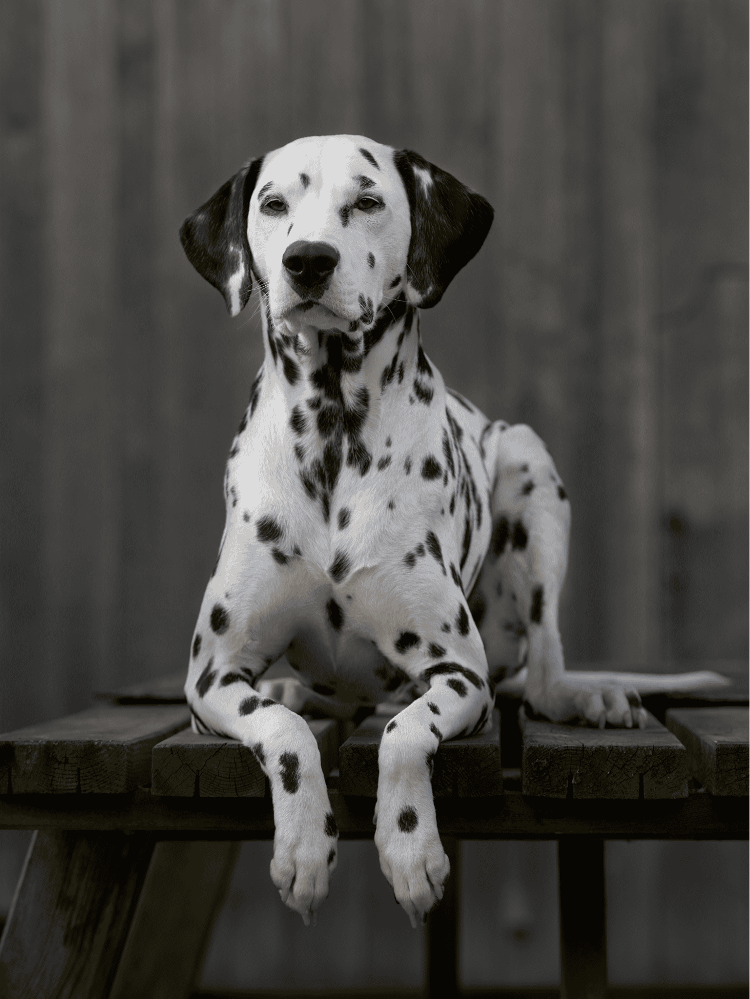 Dalmatian photo 1