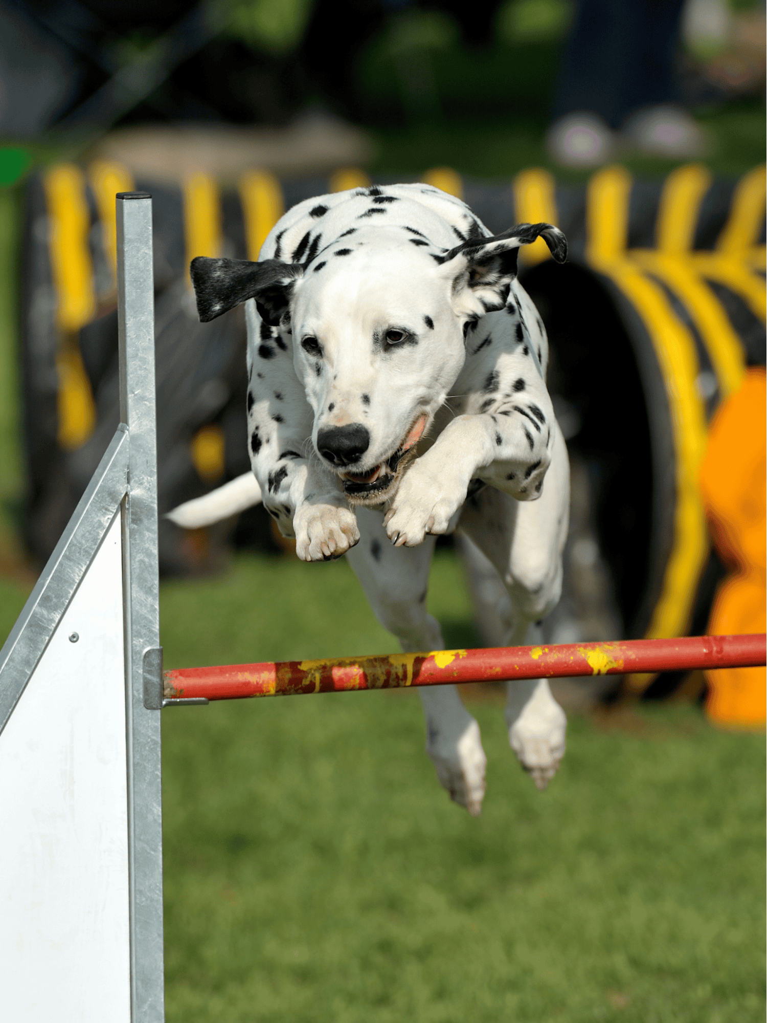 Dog agility training and exercise for active dogs.