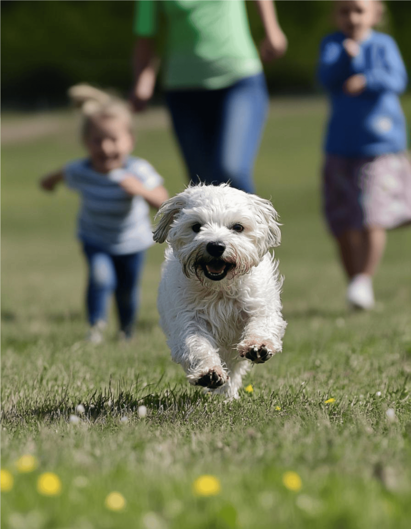 Dandie Dinmont Terrier Are These Dogs Good For Families