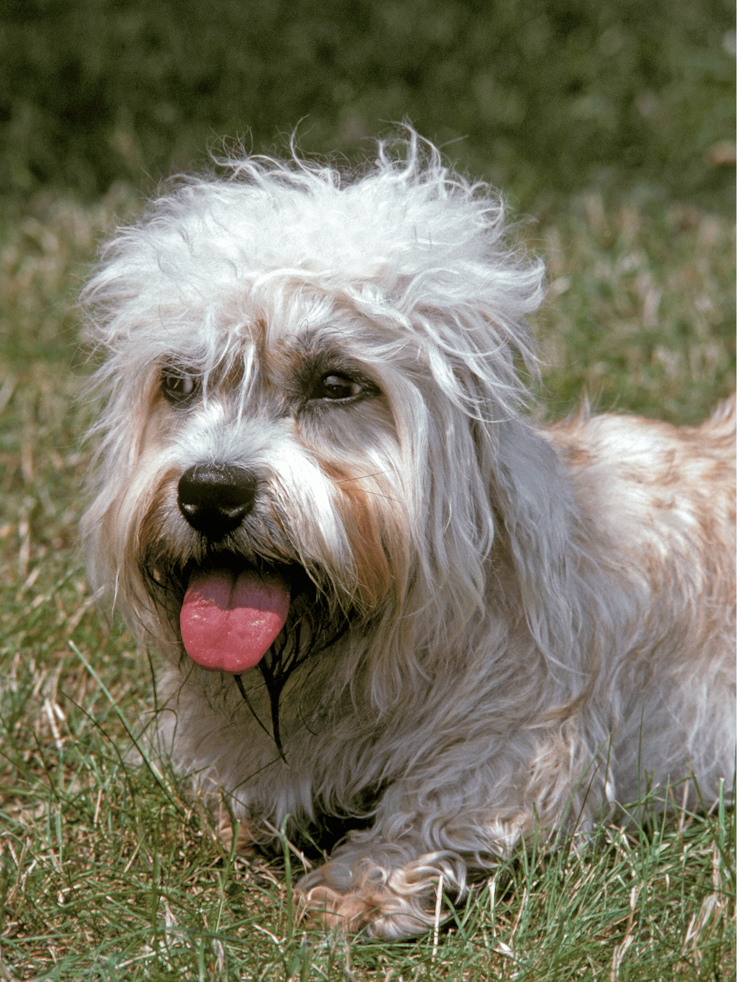Dandie Dinmont Terrier characteristics