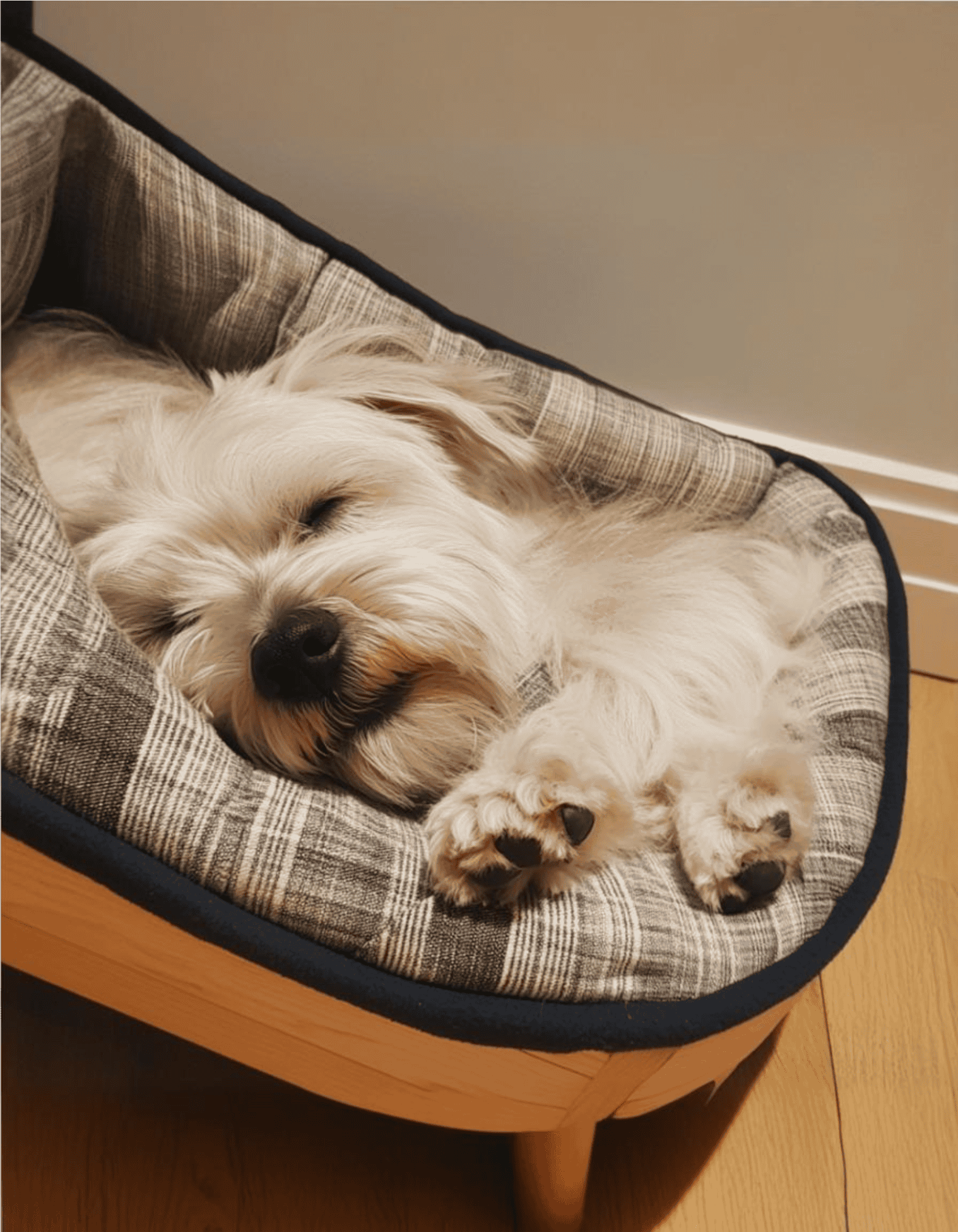 Dog lounging on comfortable plaid bed with soft cushioning for restful sleep.