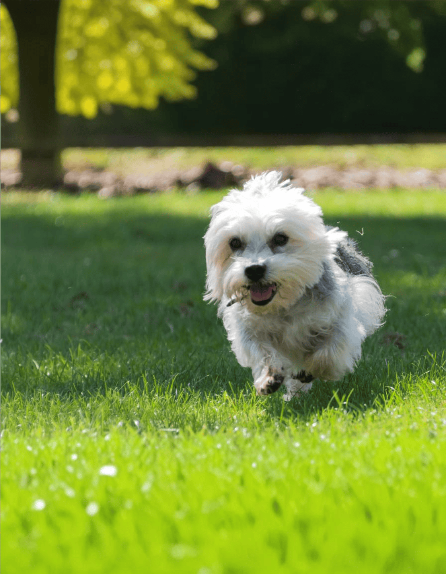 Adorable small dog enjoying outdoor playtime on lush green grass.
