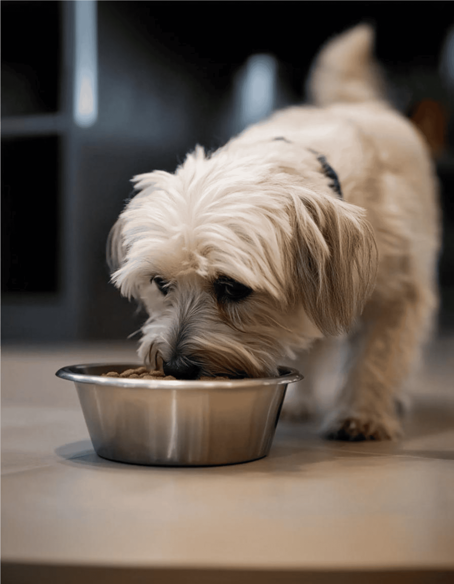Alt text: Adorable small dog eating food from a metal bowl on the floor.