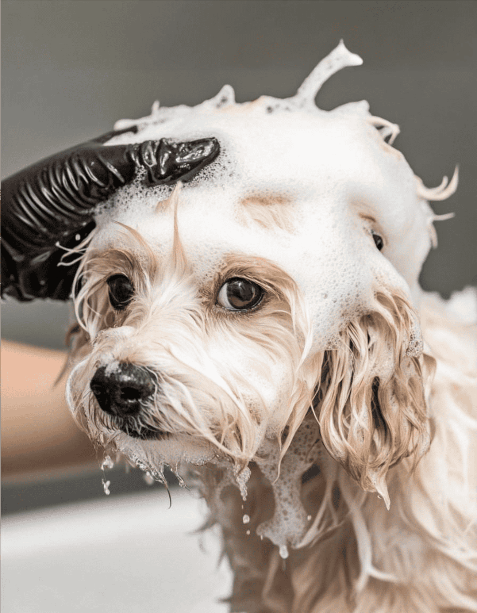 Dog being bathed with soap and shampoo, grooming process for pet care.