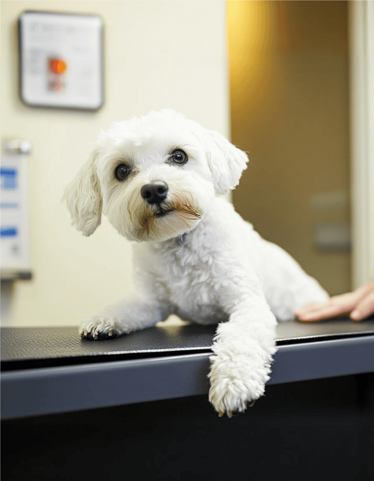 Dandie Dinmont Terrier health