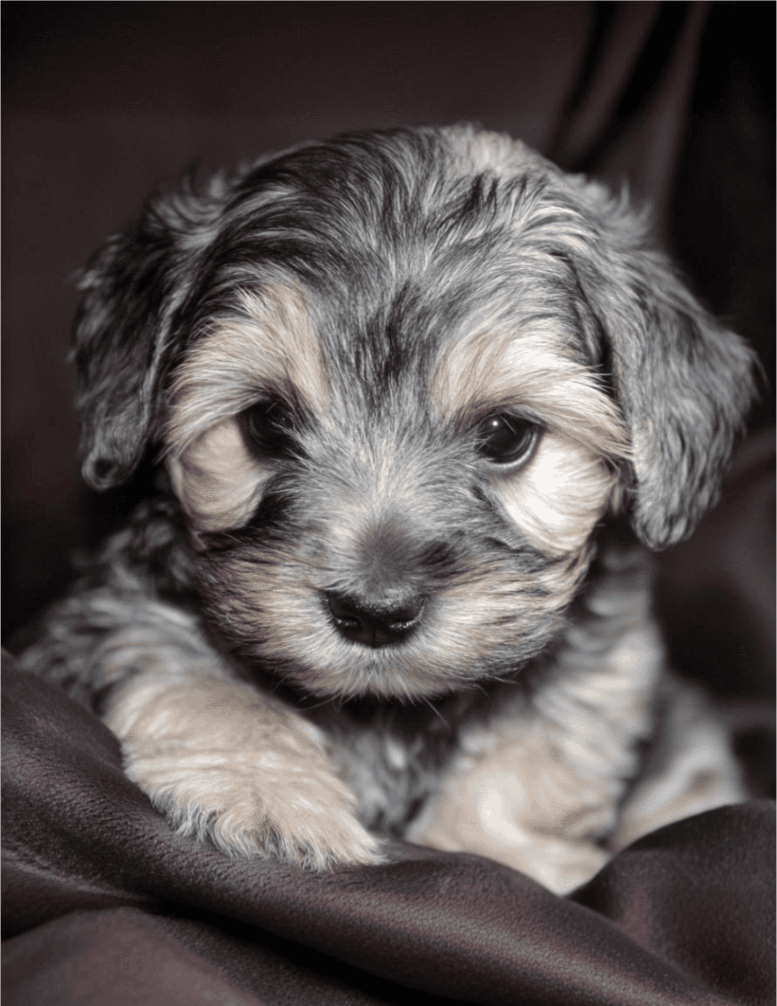 Adorable Australian Shepherd puppy sitting on soft dark fabric.