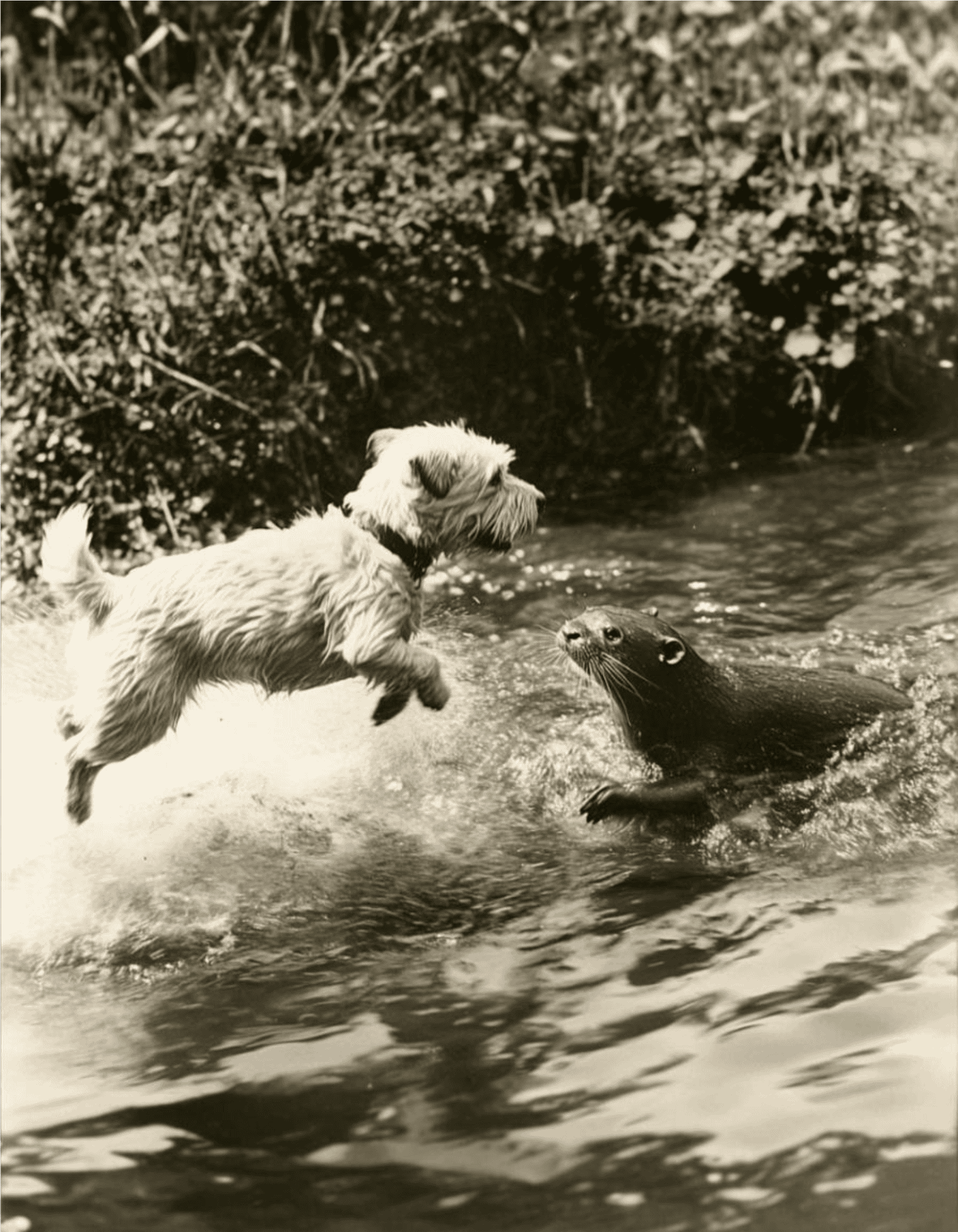 Adorable dog leaping in water, playing with a curious otter in a natural outdoor setting.