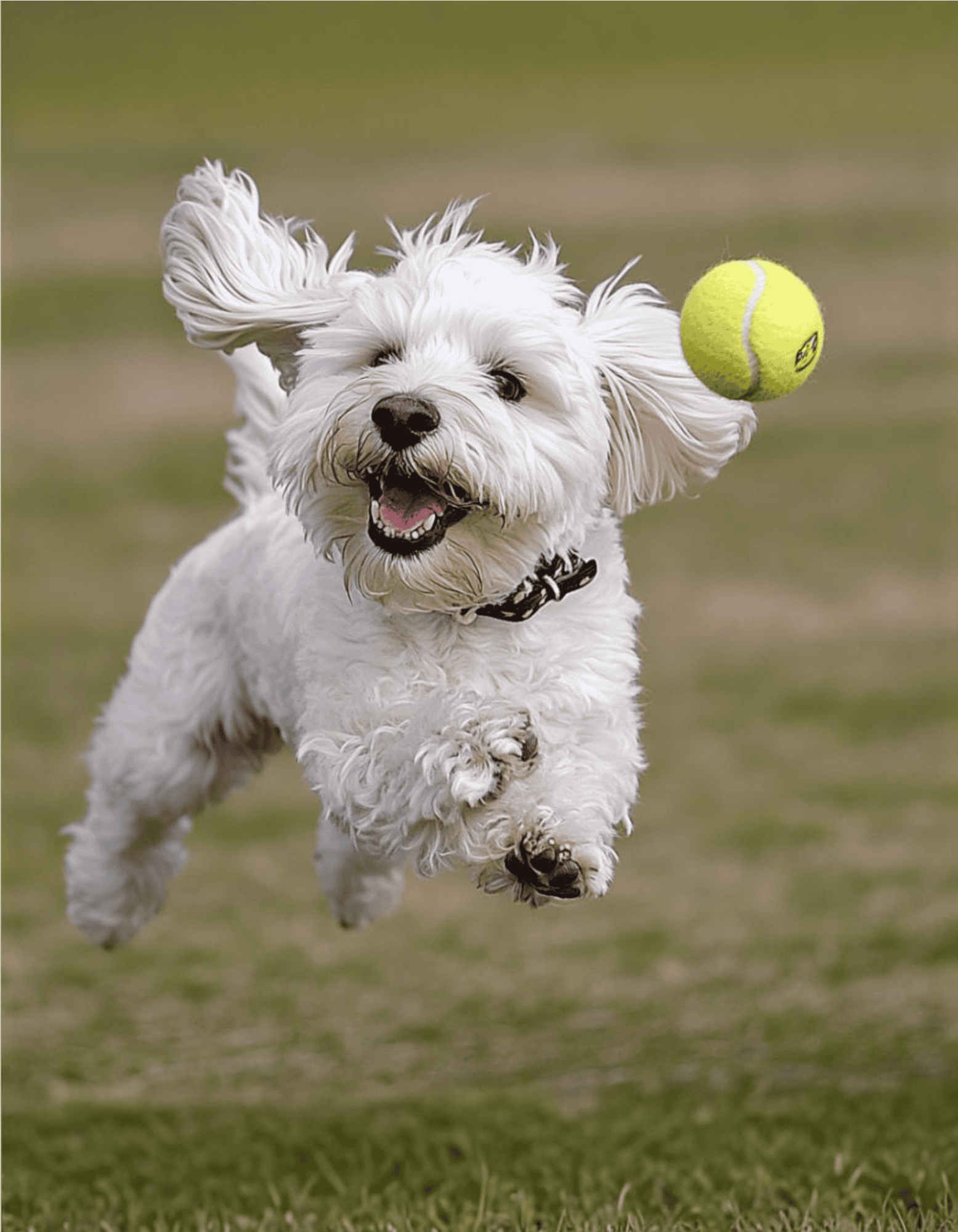 Happy dog running after tennis ball outdoors.