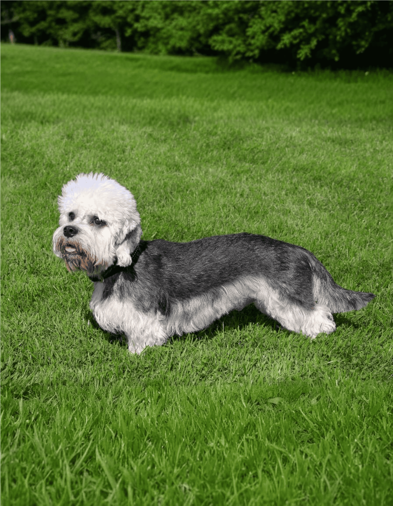 Adorable Doodle mix dog lying on lush green grass at park, showcasing friendly and playful nature.