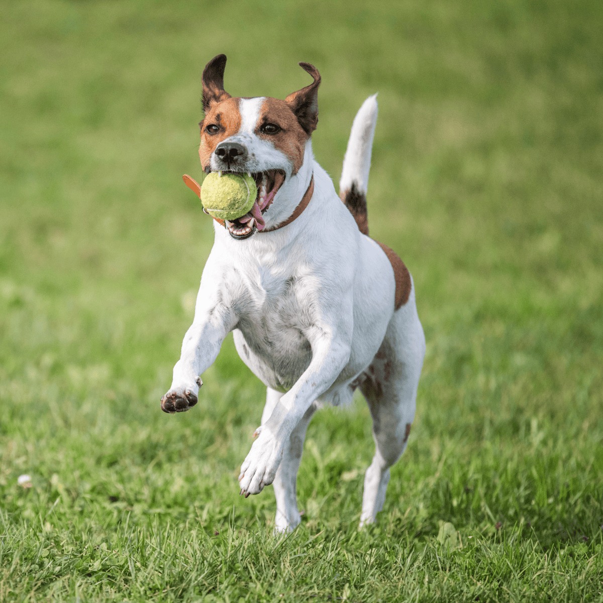 Adorable dog with international supporters, emphasizing global pet wellness and care services.