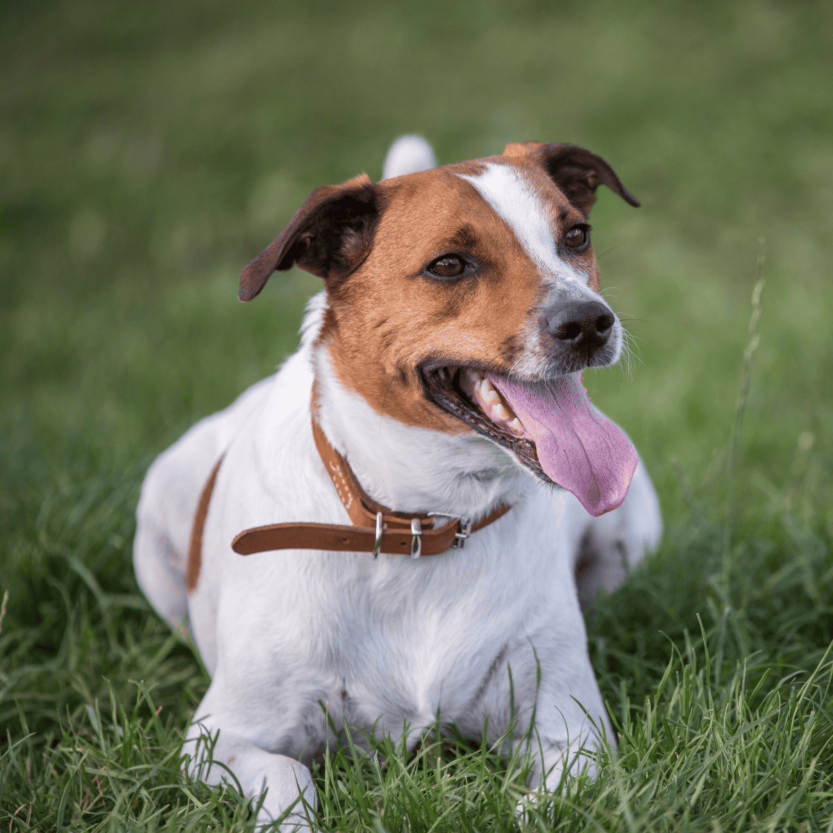 Danish Swedish Farmdog overview