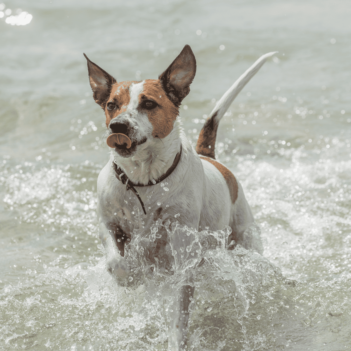 Dog fetching in water, indoor and outdoor pet care, healthy dog lifestyle, waterproof gear.