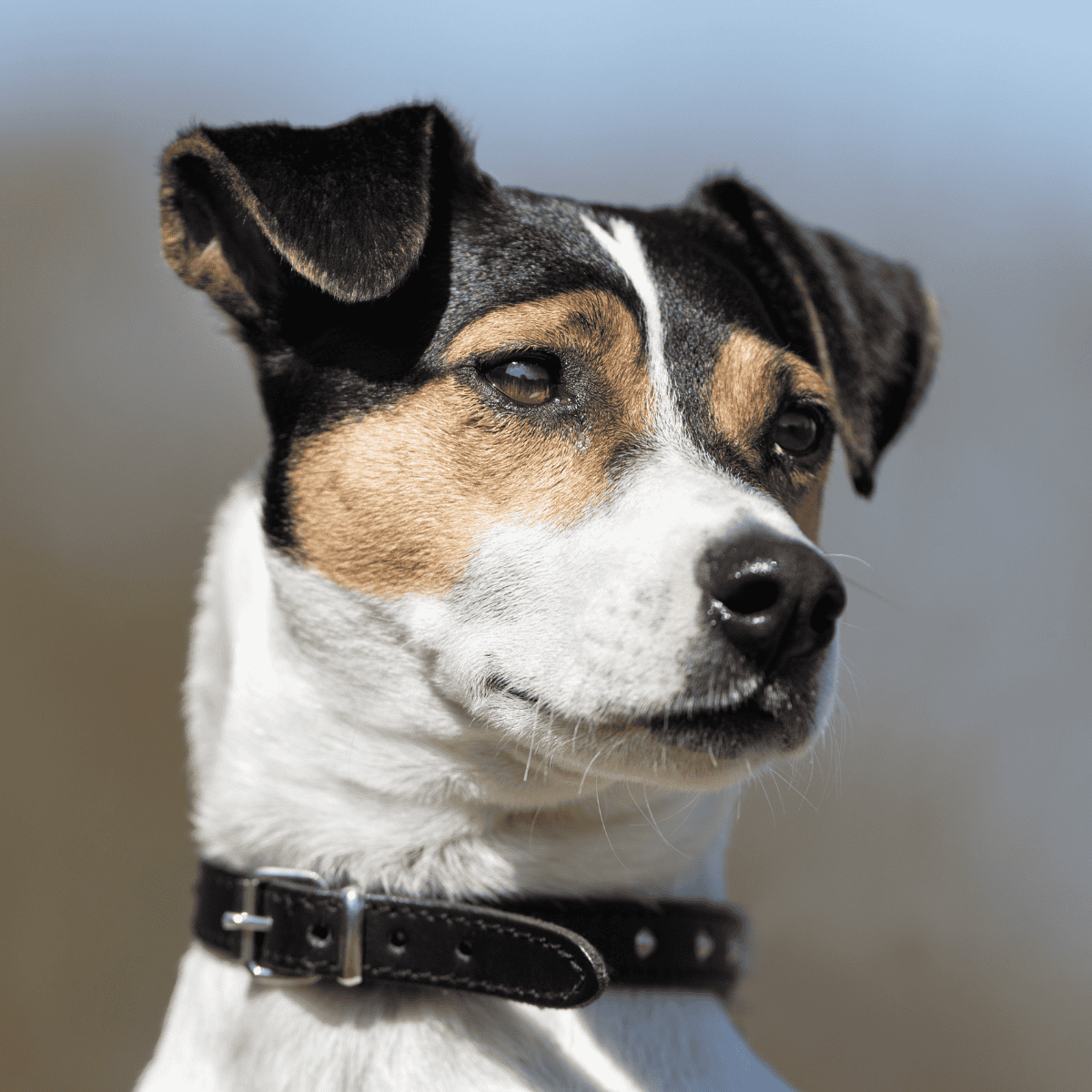 Close-up of a dog’s face, highlighting expressive eyes and alert expression, perfect for dog care and pet wellness.