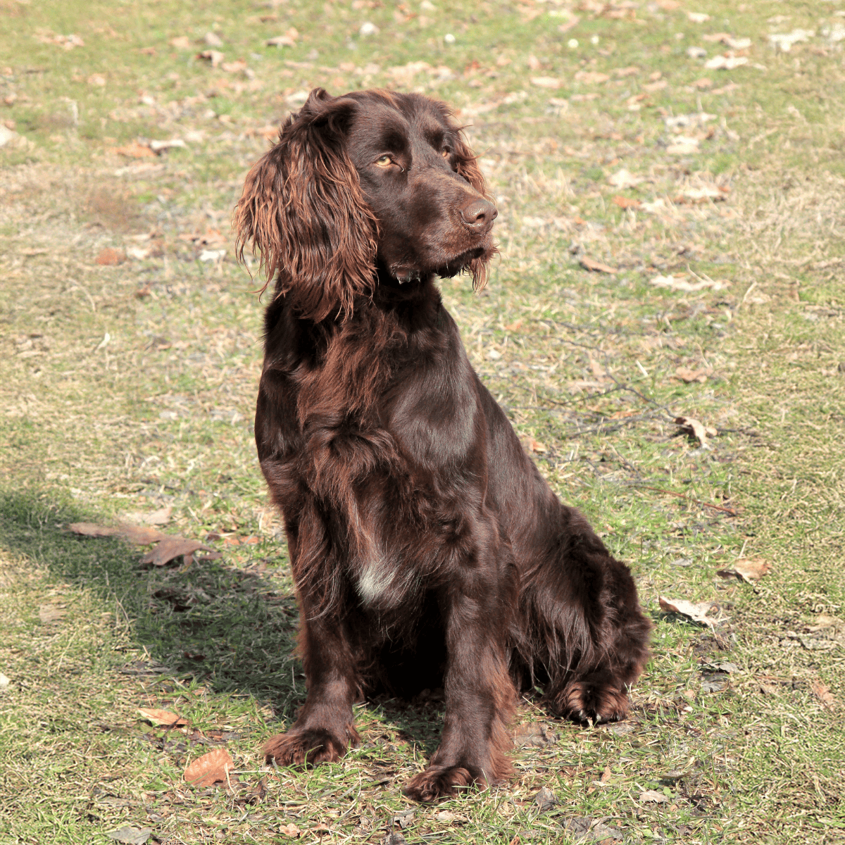 Deutscher Wachtelhund overview