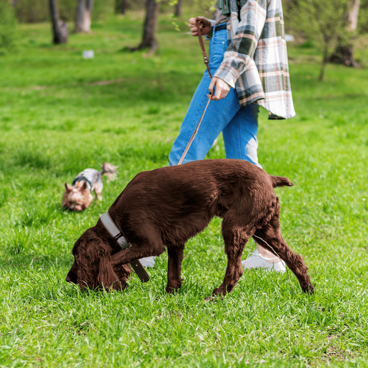 Deutscher Wachtelhund Exercise