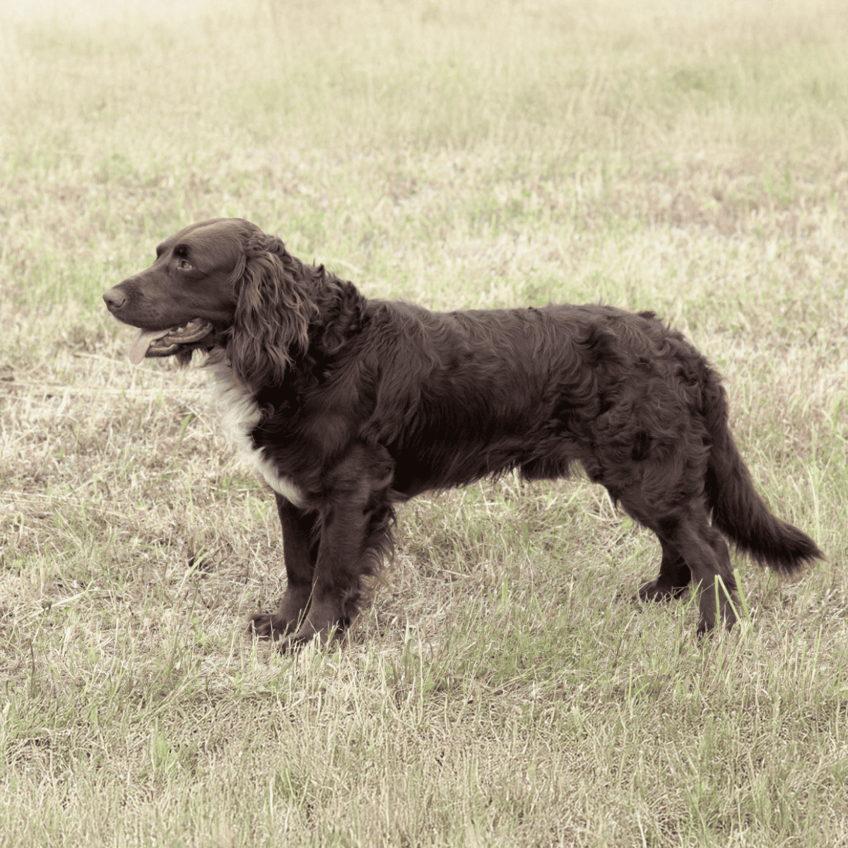 Loyal and friendly English Springer Spaniel dog on grassy field for training and obedience.