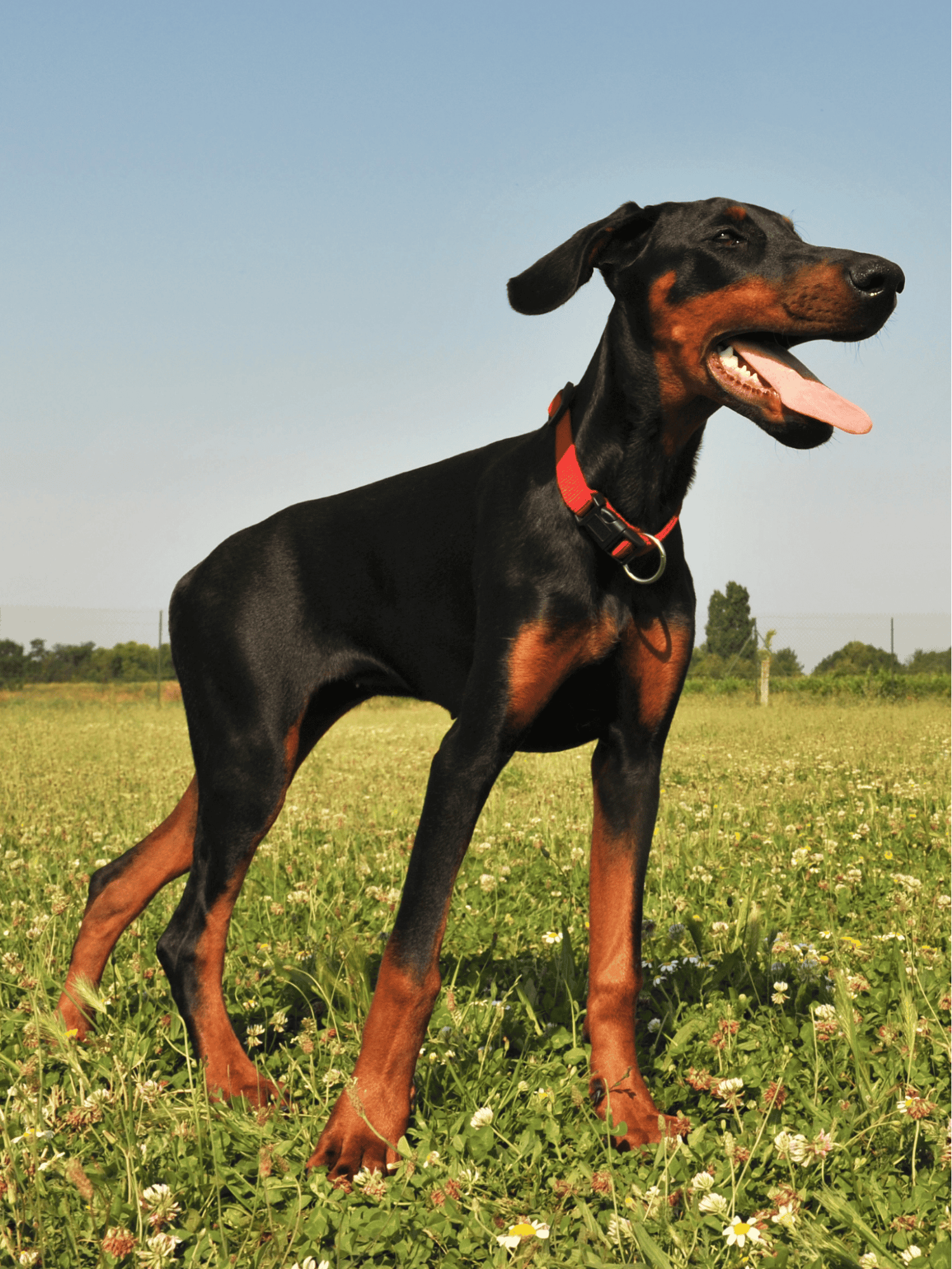 Dachshund with a red collar standing in a grassy field under a clear blue sky.