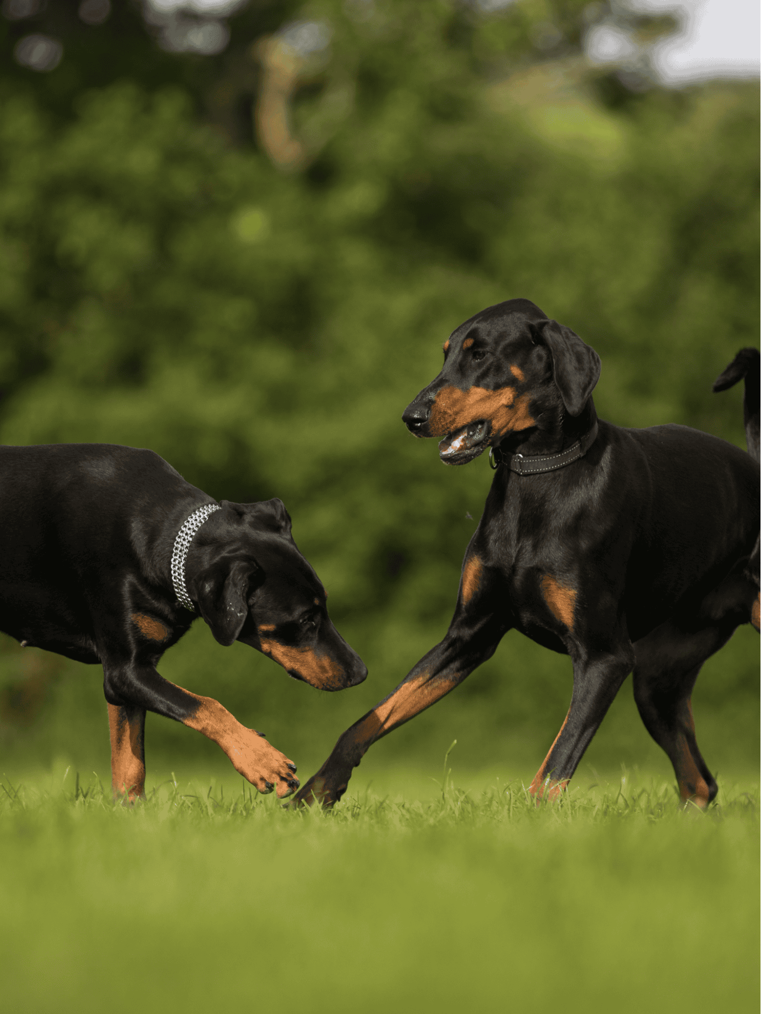 Cute Doberman dogs playing together in green park environment.