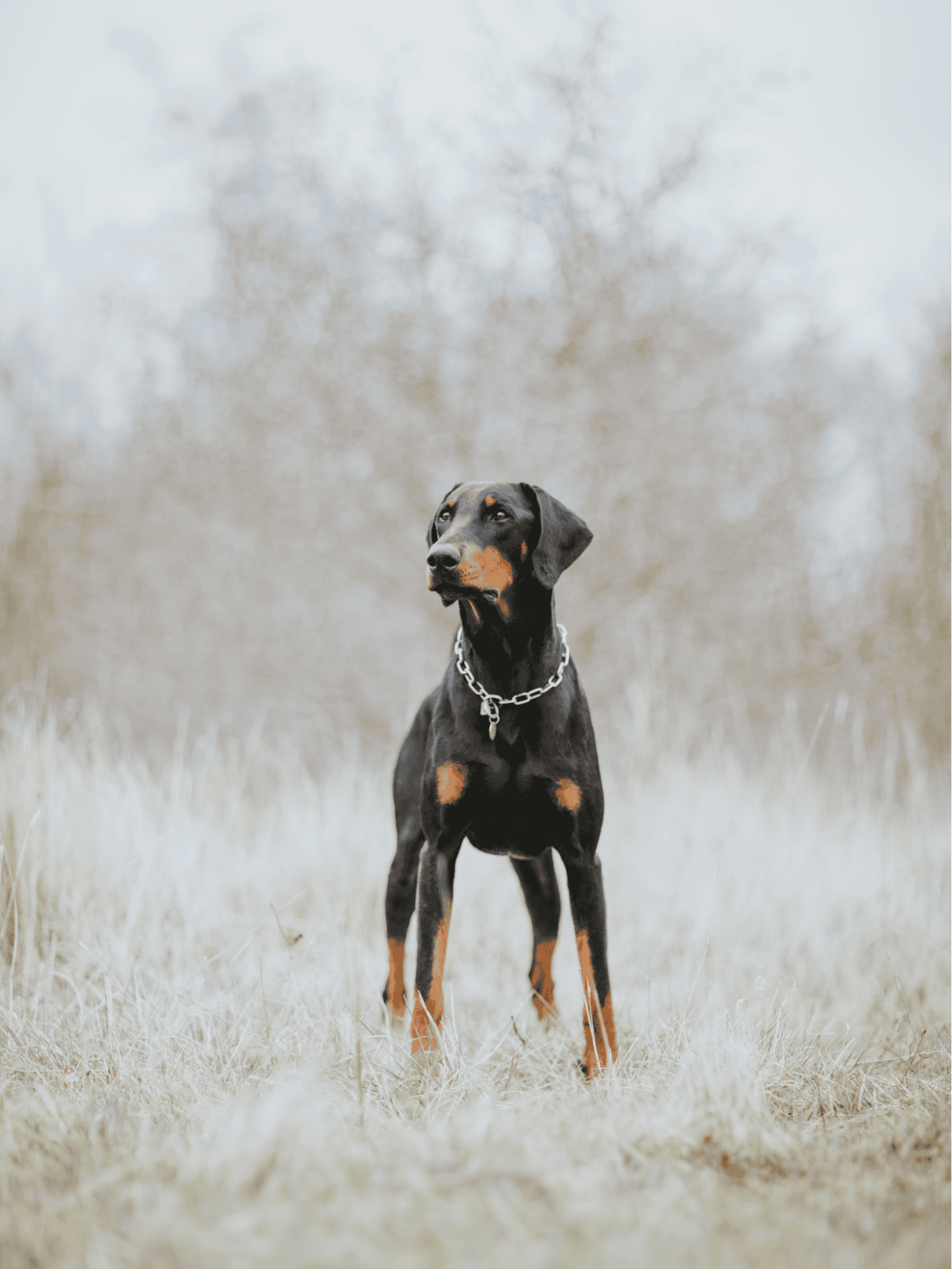 Doberman Pinscher Final Thoughts