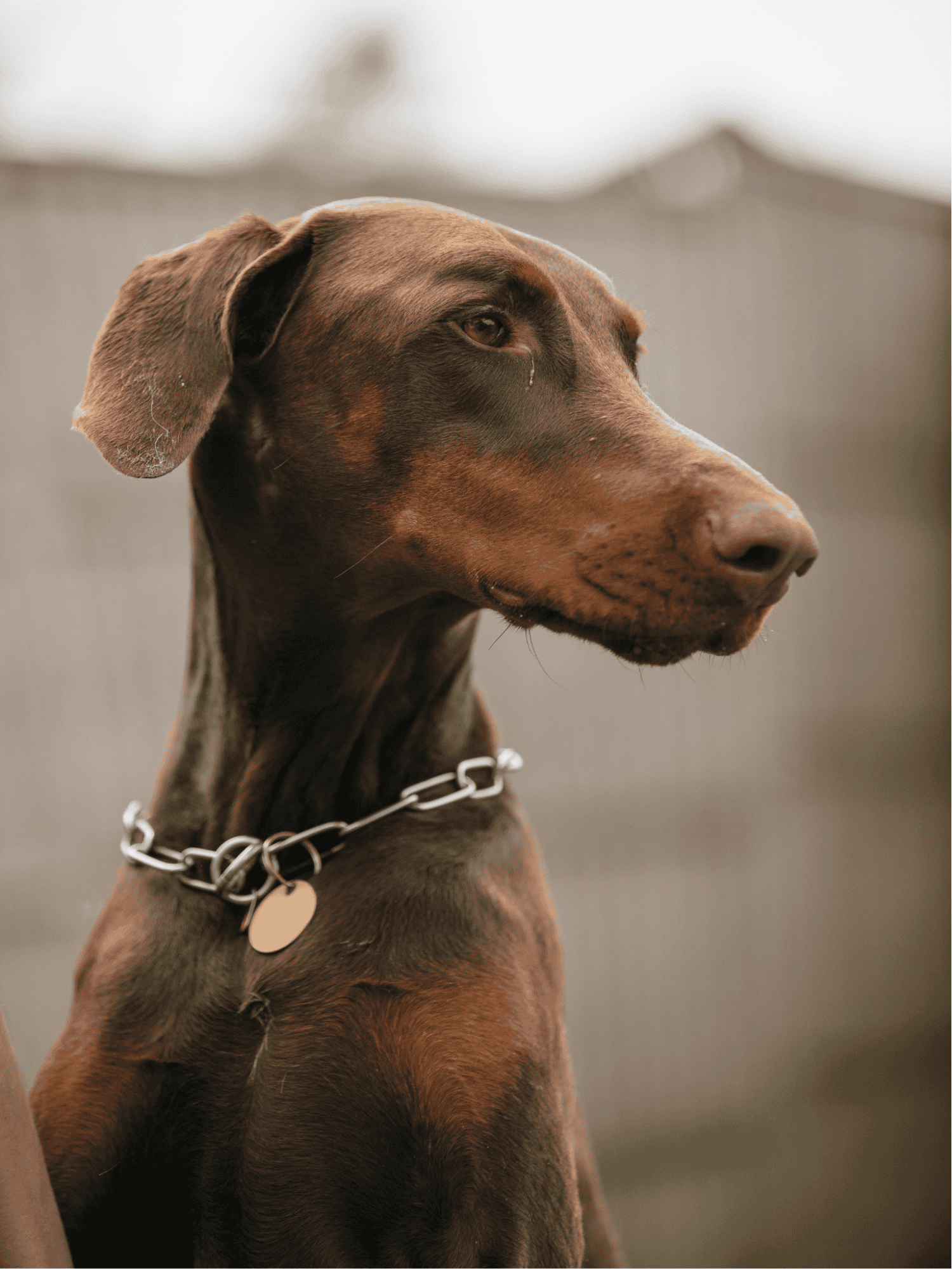 Doberman Pinscher photo 2
