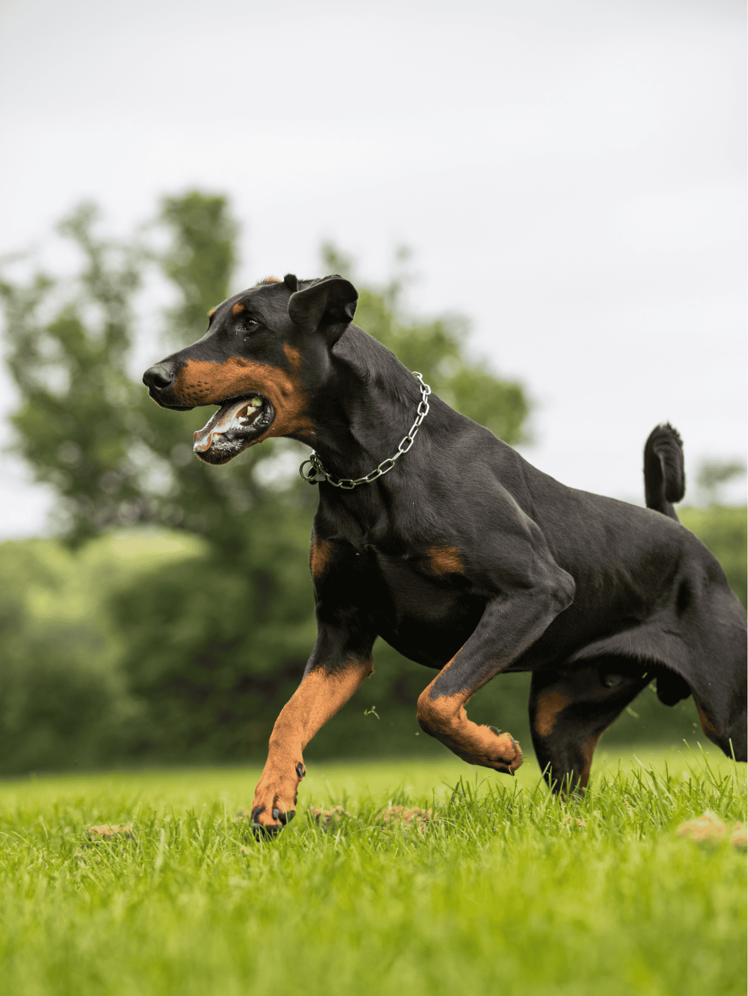 Doberman Pinscher photo 3