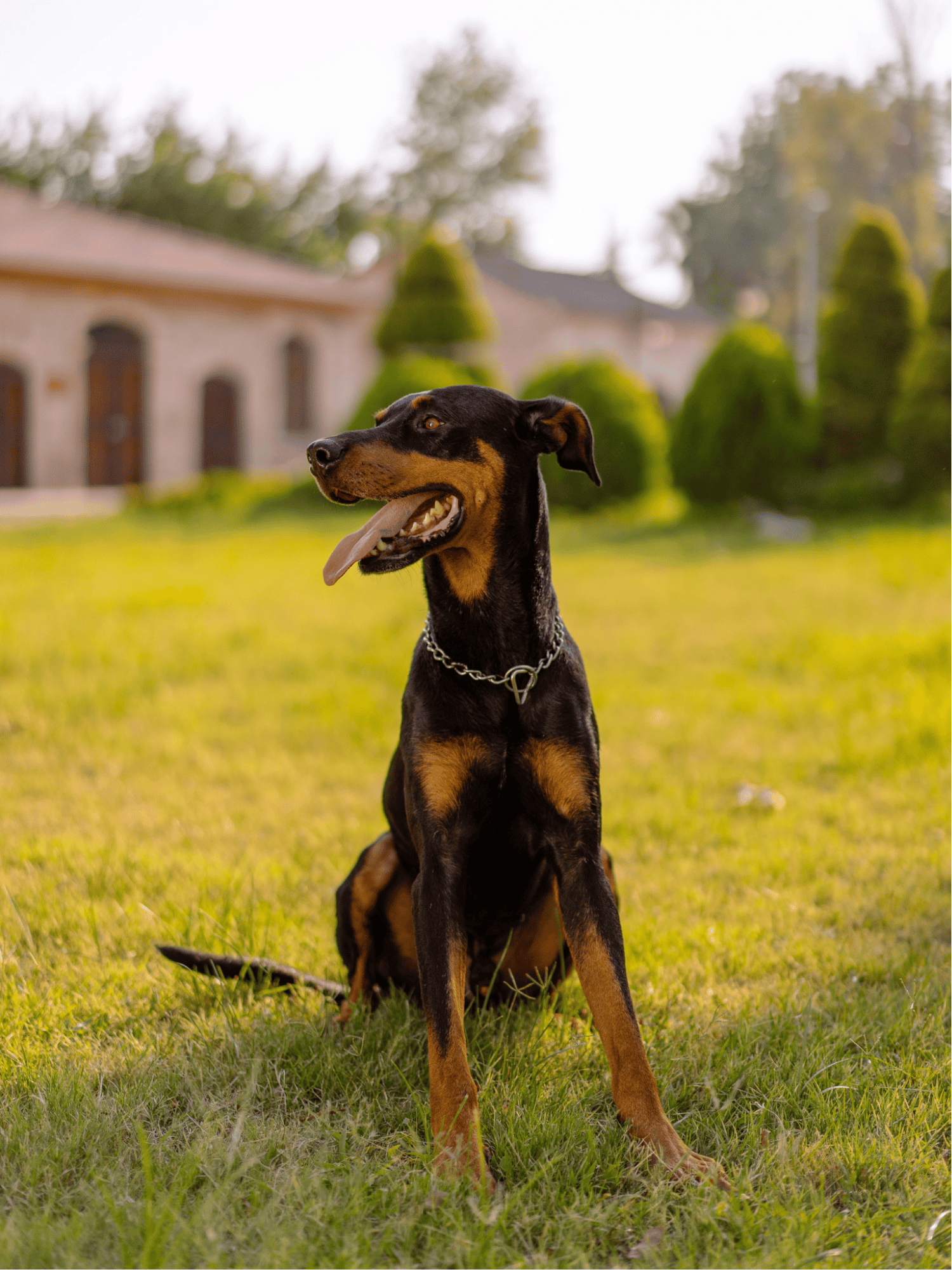Doberman Pinscher photo 1