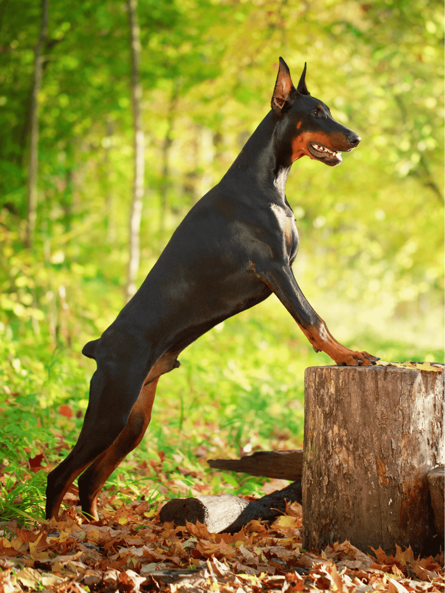 Doberman Pinscher health