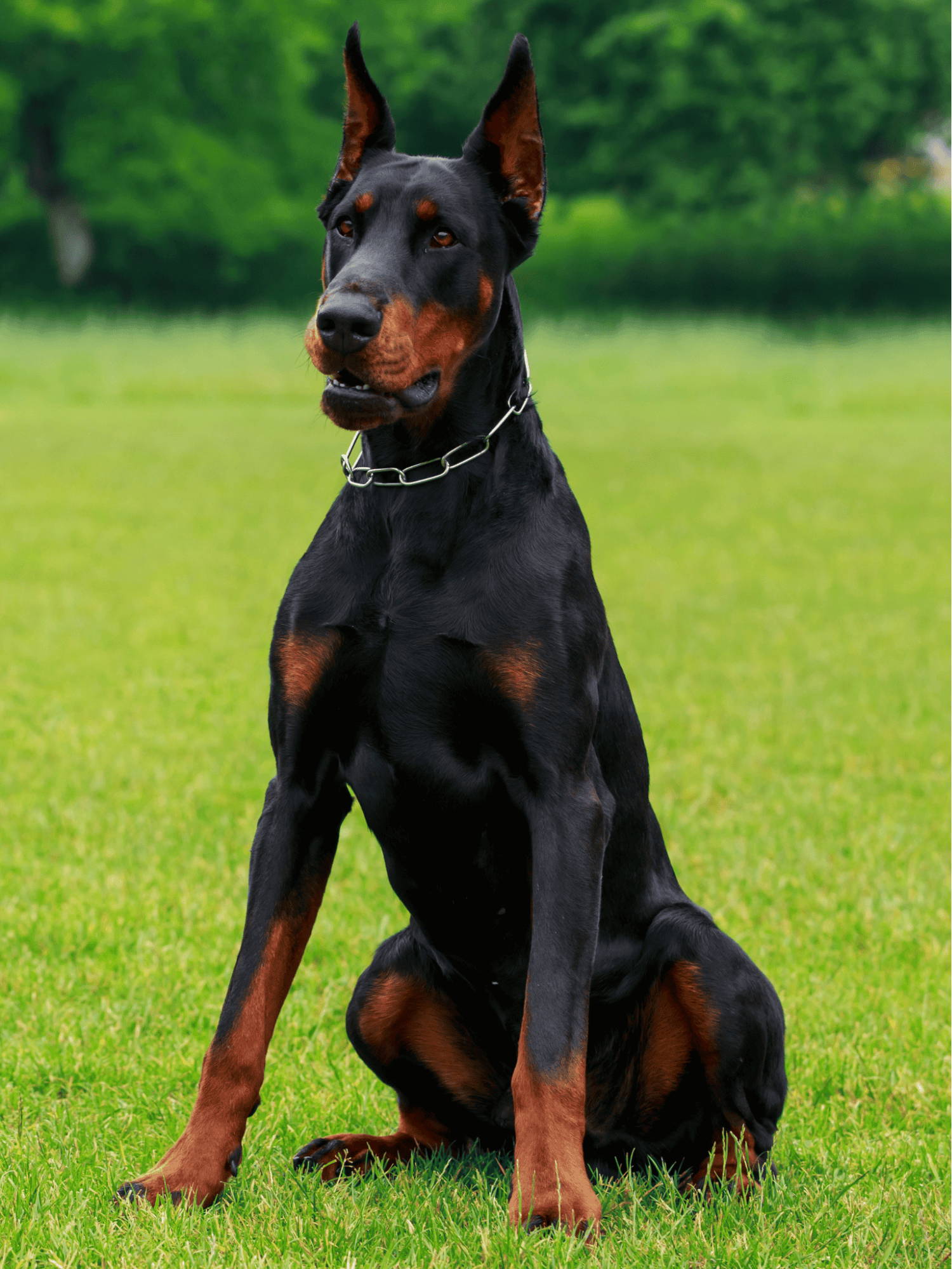 Doberman pinscher sitting alert outdoors on lush green grass.