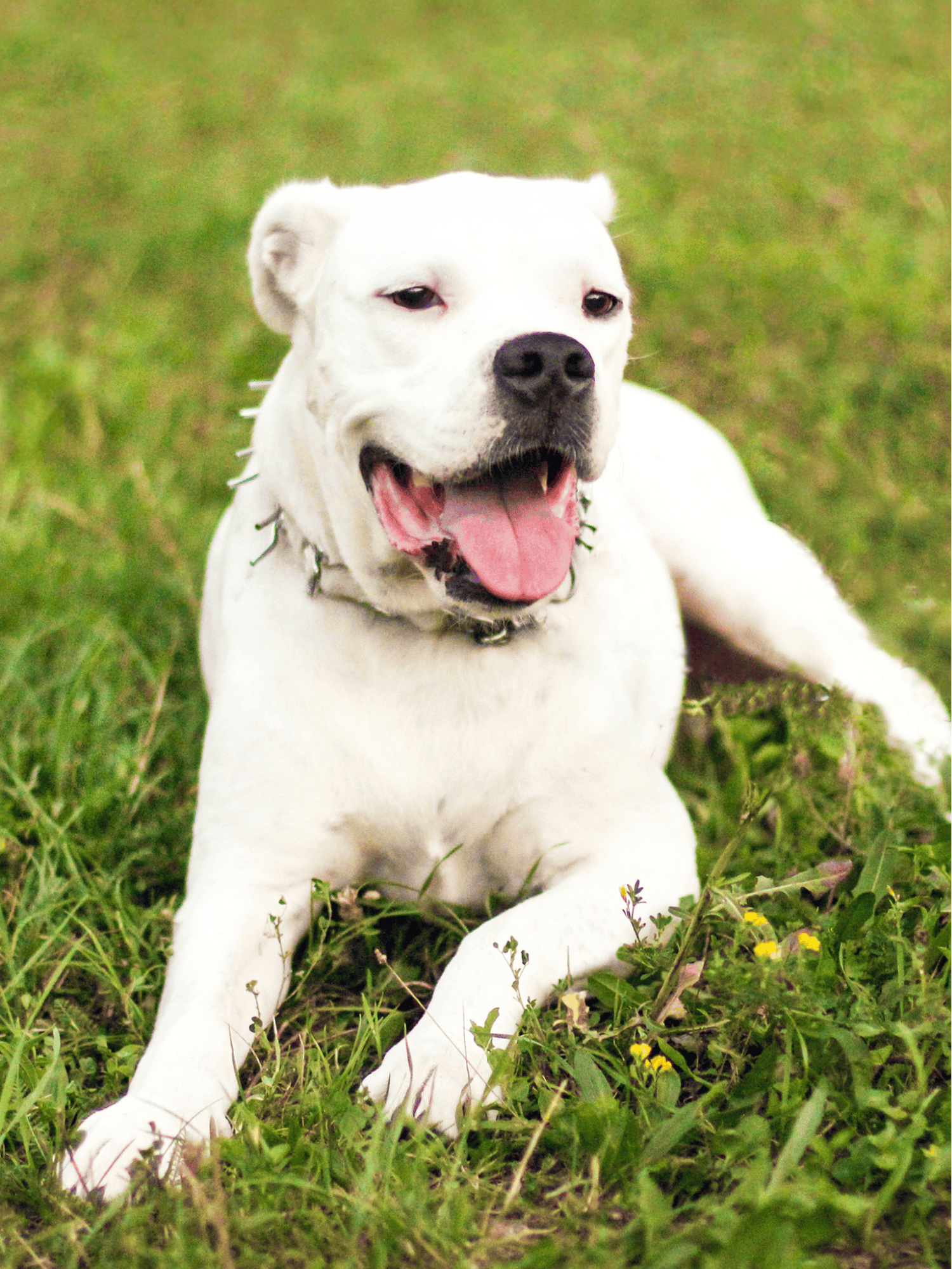 Dogo Argentino characteristics