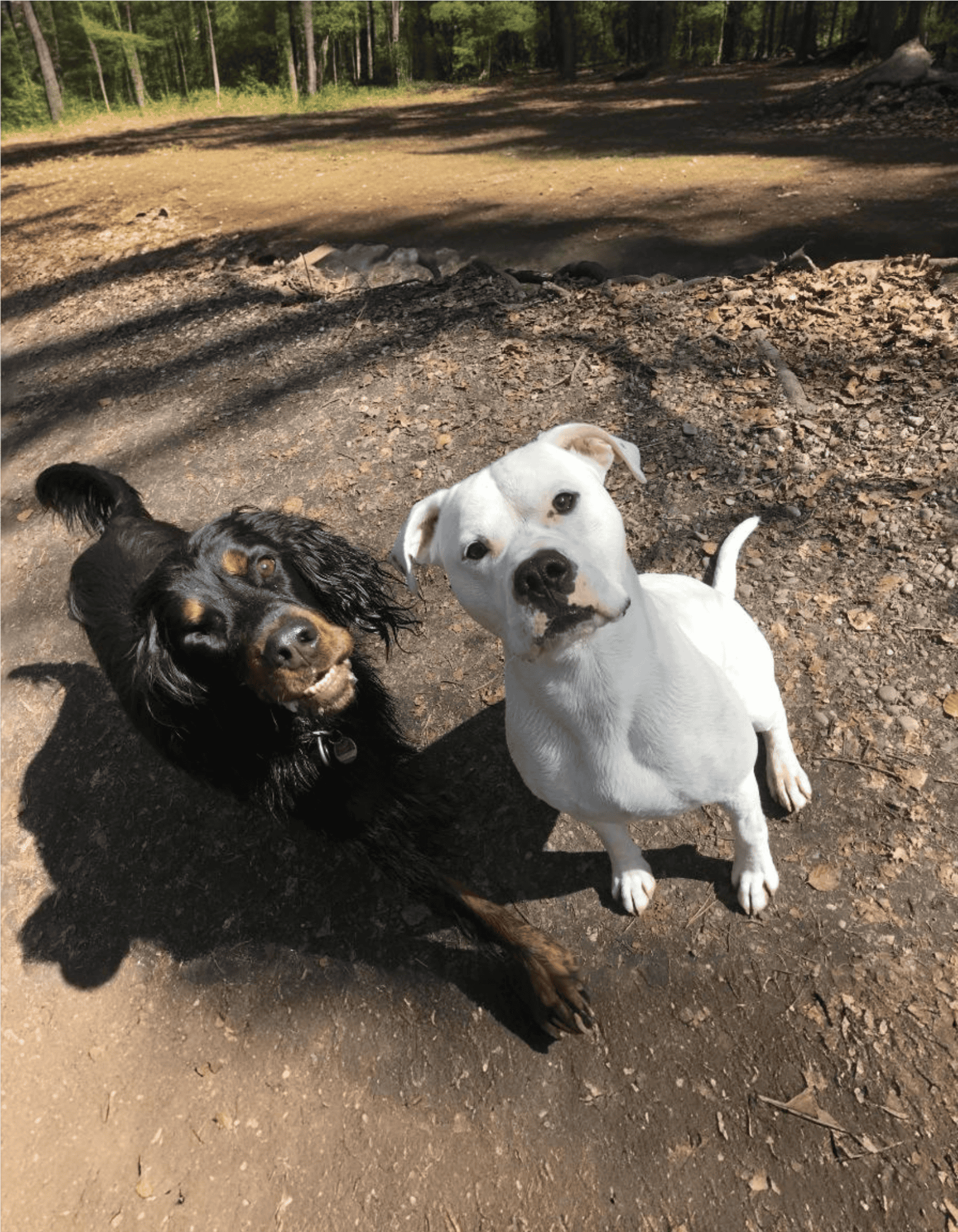 Dogo Argentino Does This Breed Get Along With Other Pets