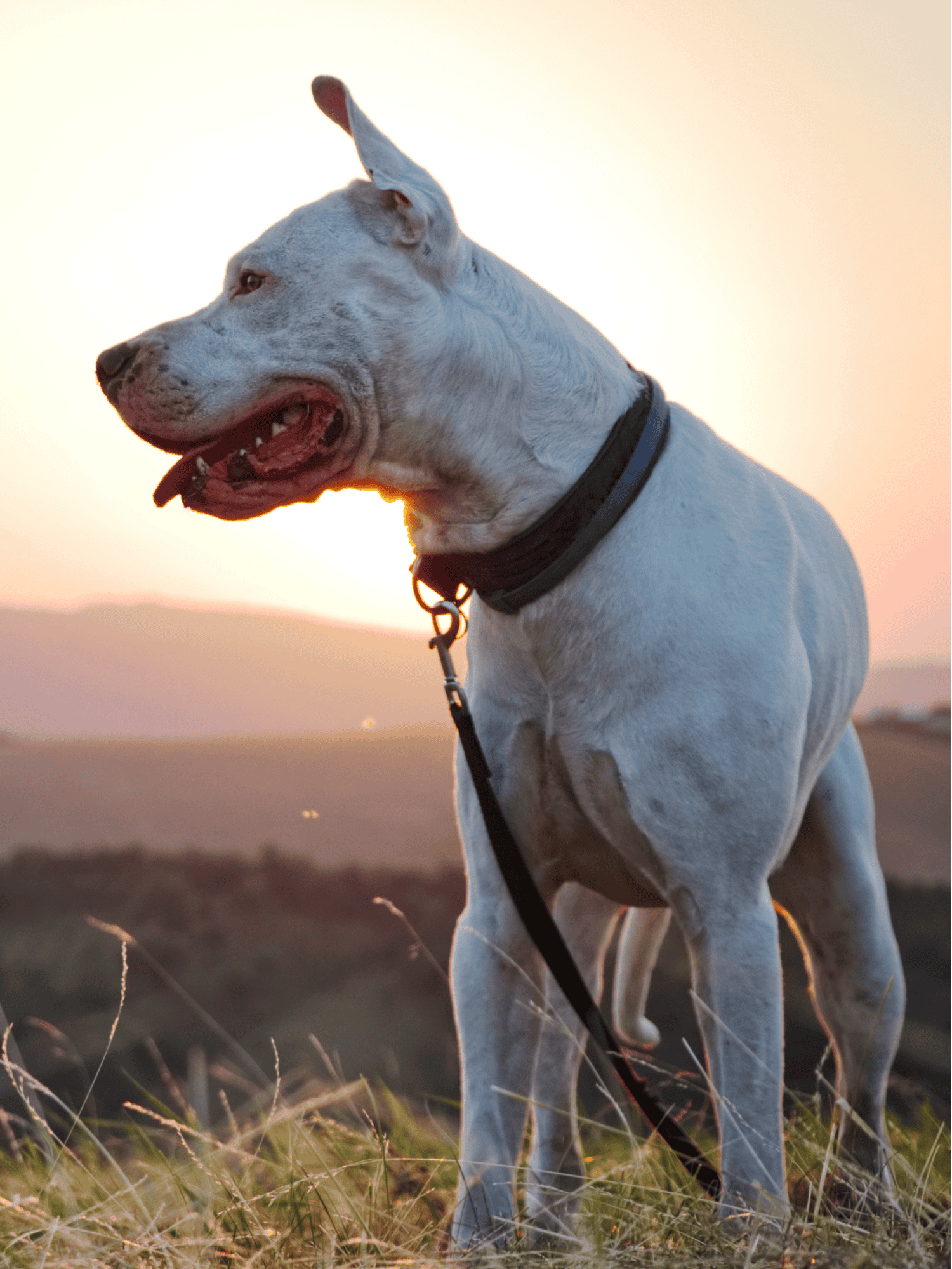 Dogo Argentino Training