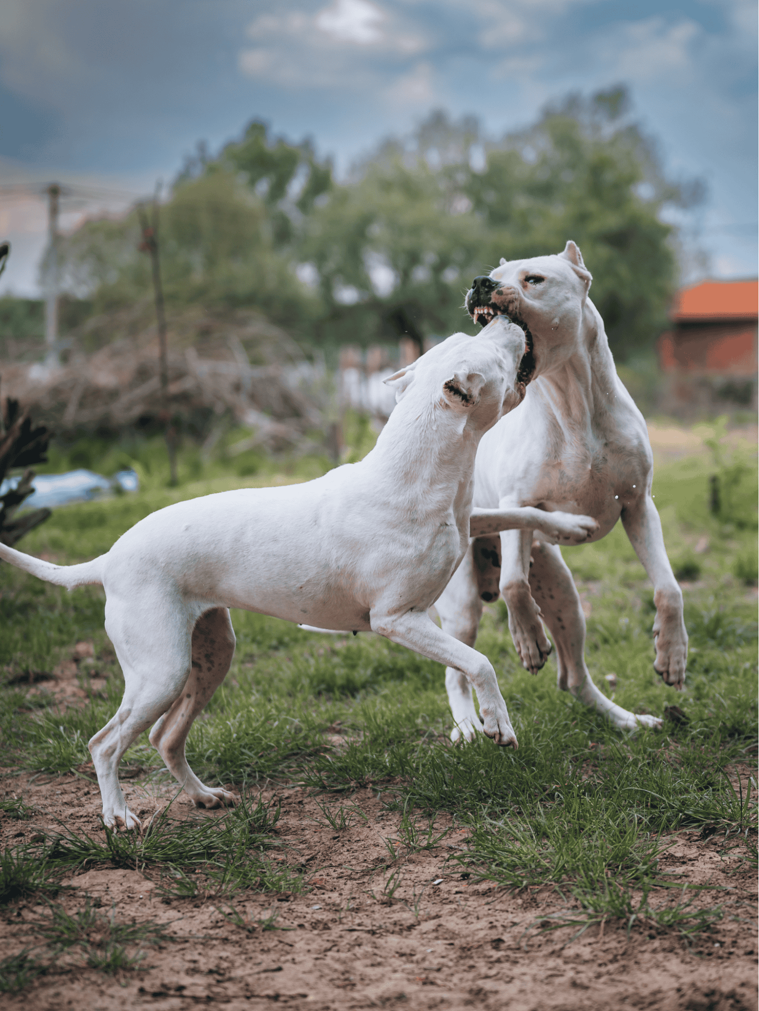 Dogo Argentinos Are Banned in Several Countries