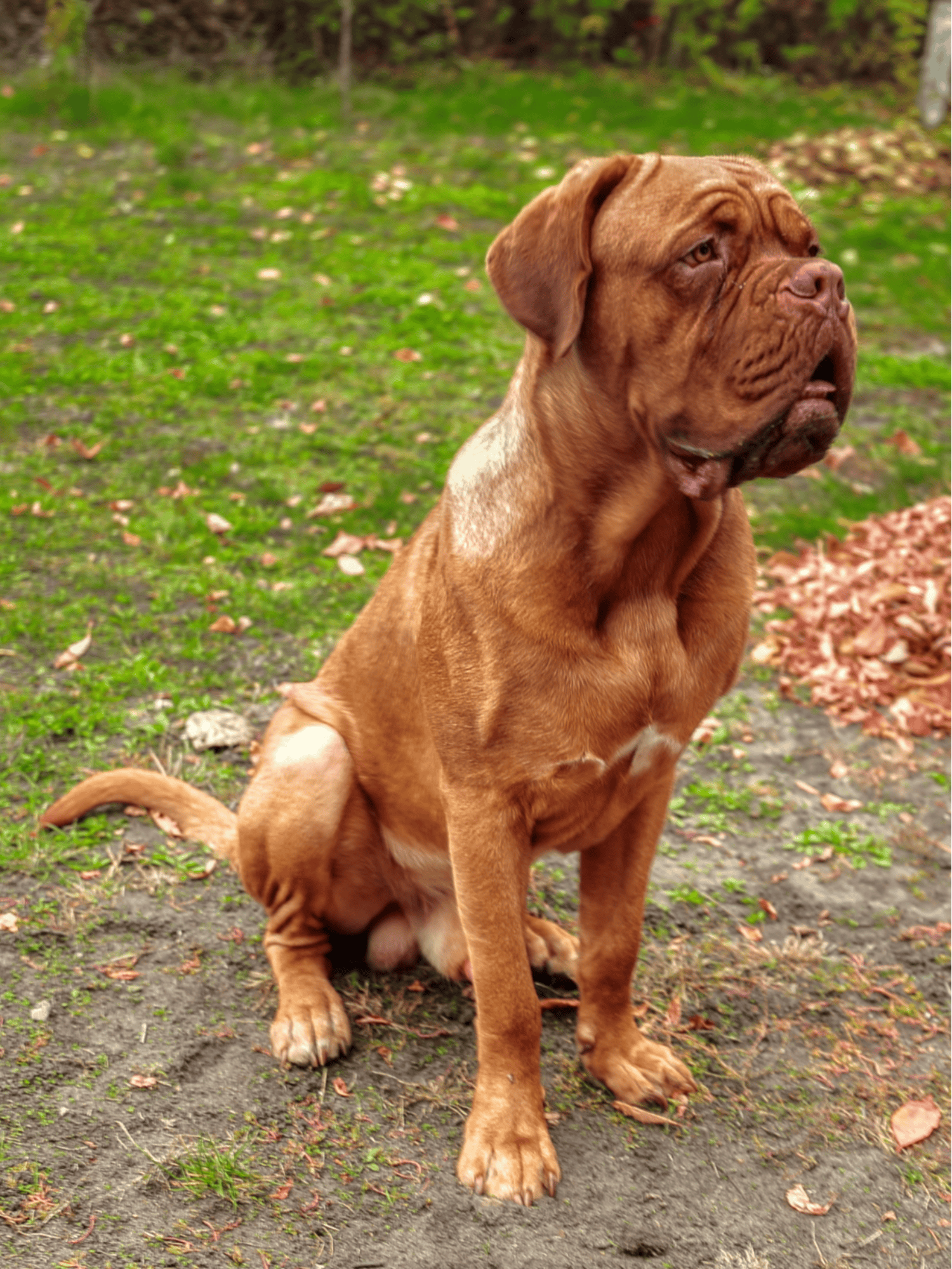 Dogue de Bordeaux characteristics