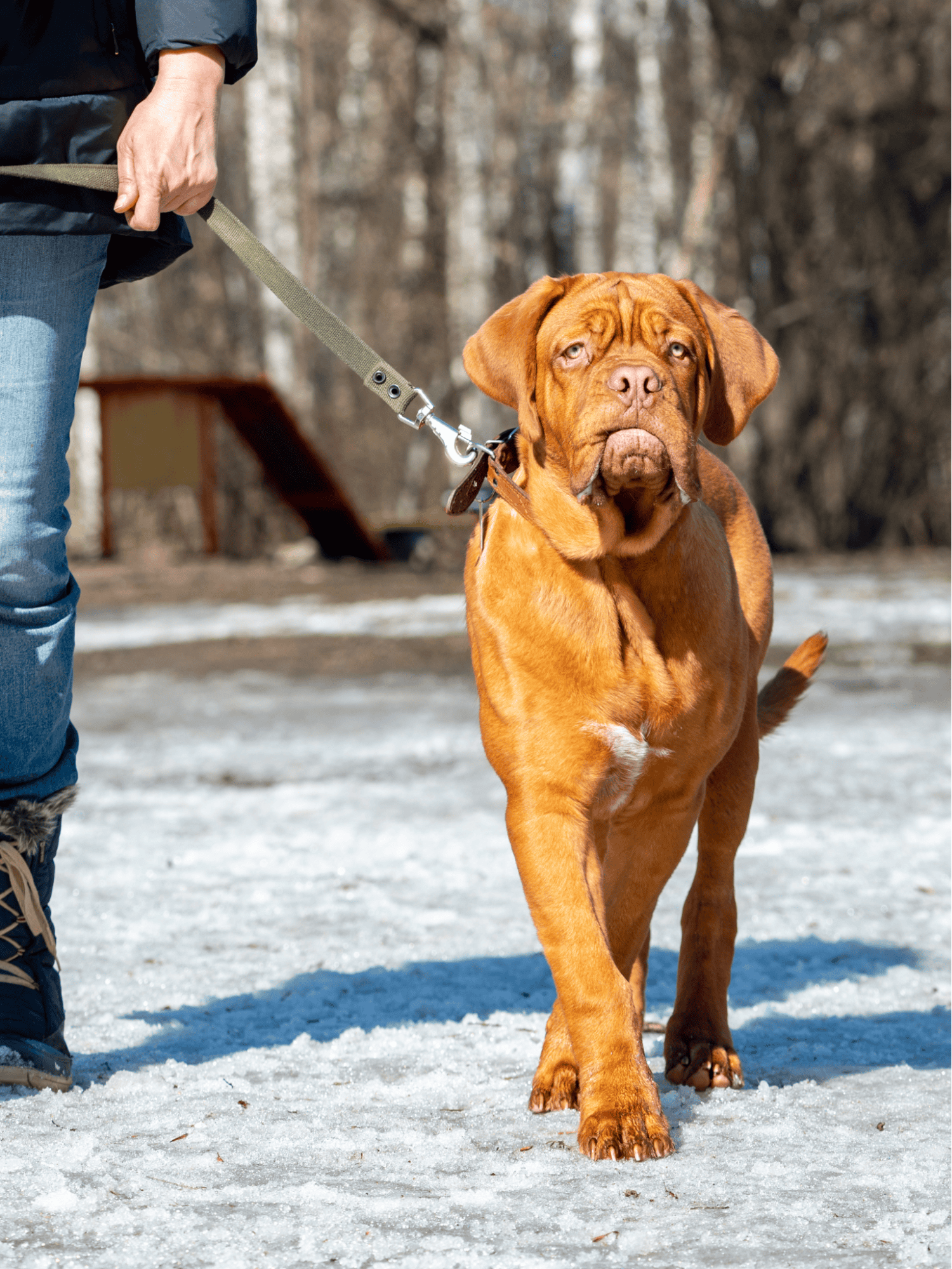 Dogue de Bordeaux photo 2