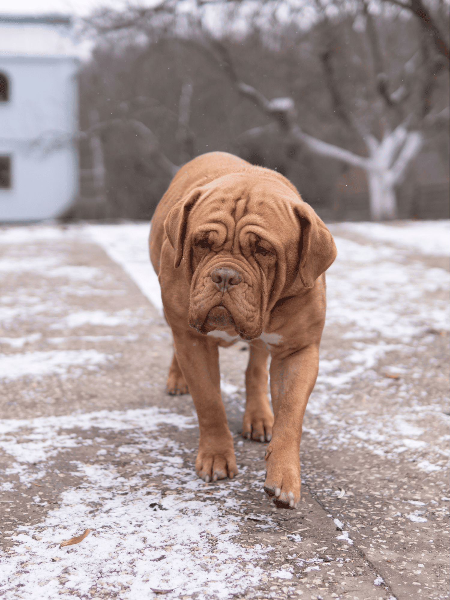 Dogue de Bordeaux photo 1