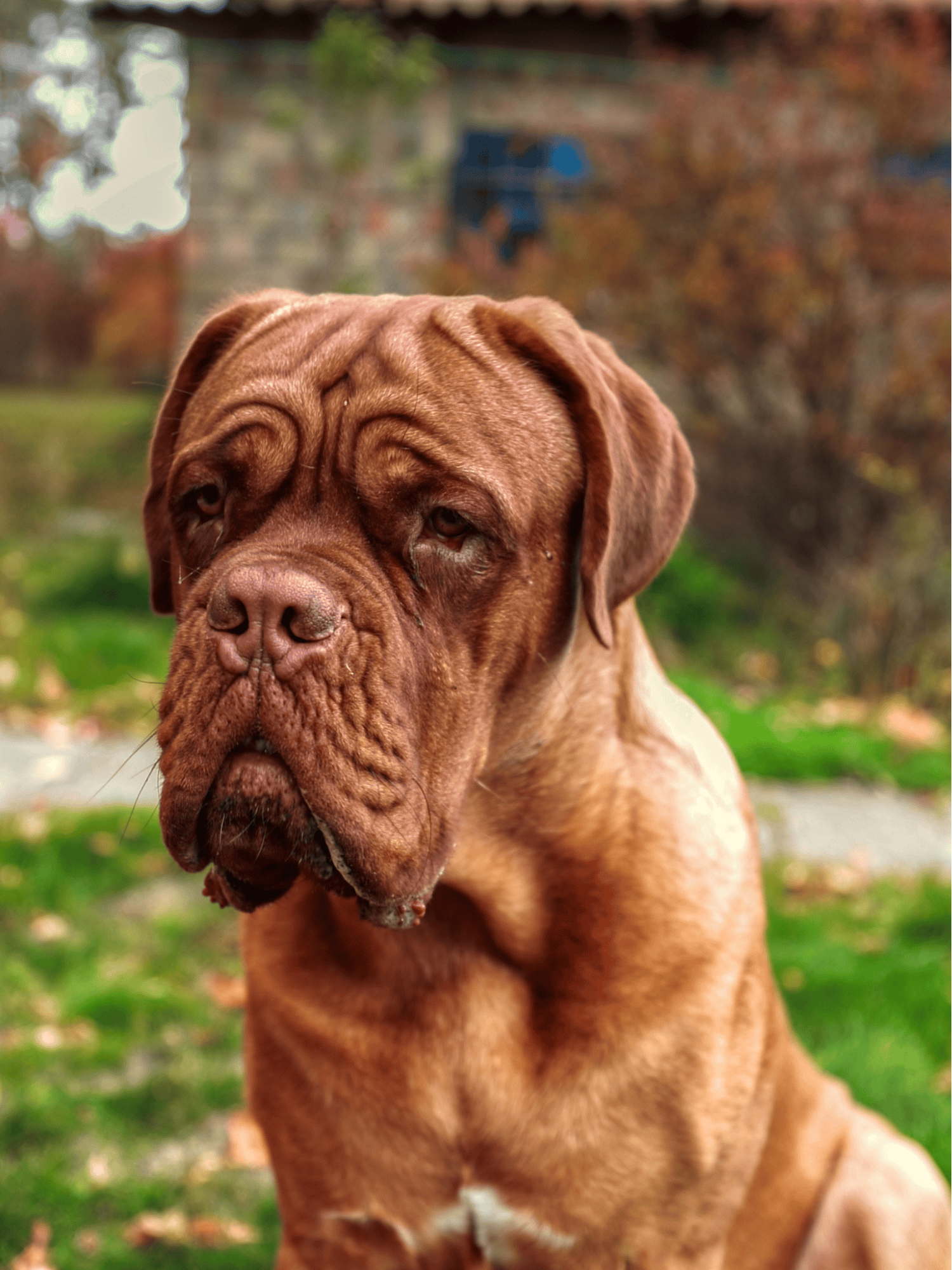 Dogue de Bordeaux health