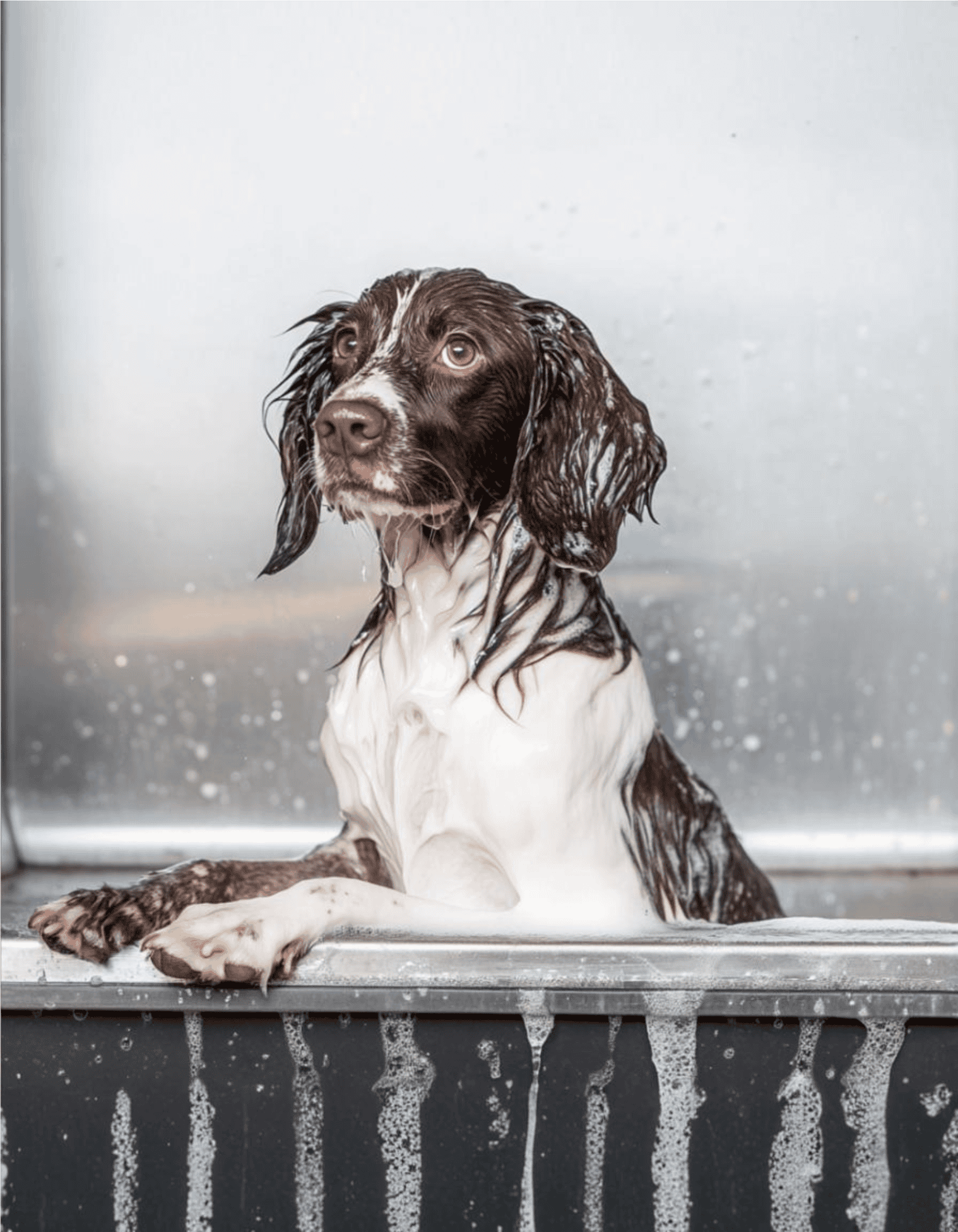 Drentsche Patrijshond Grooming