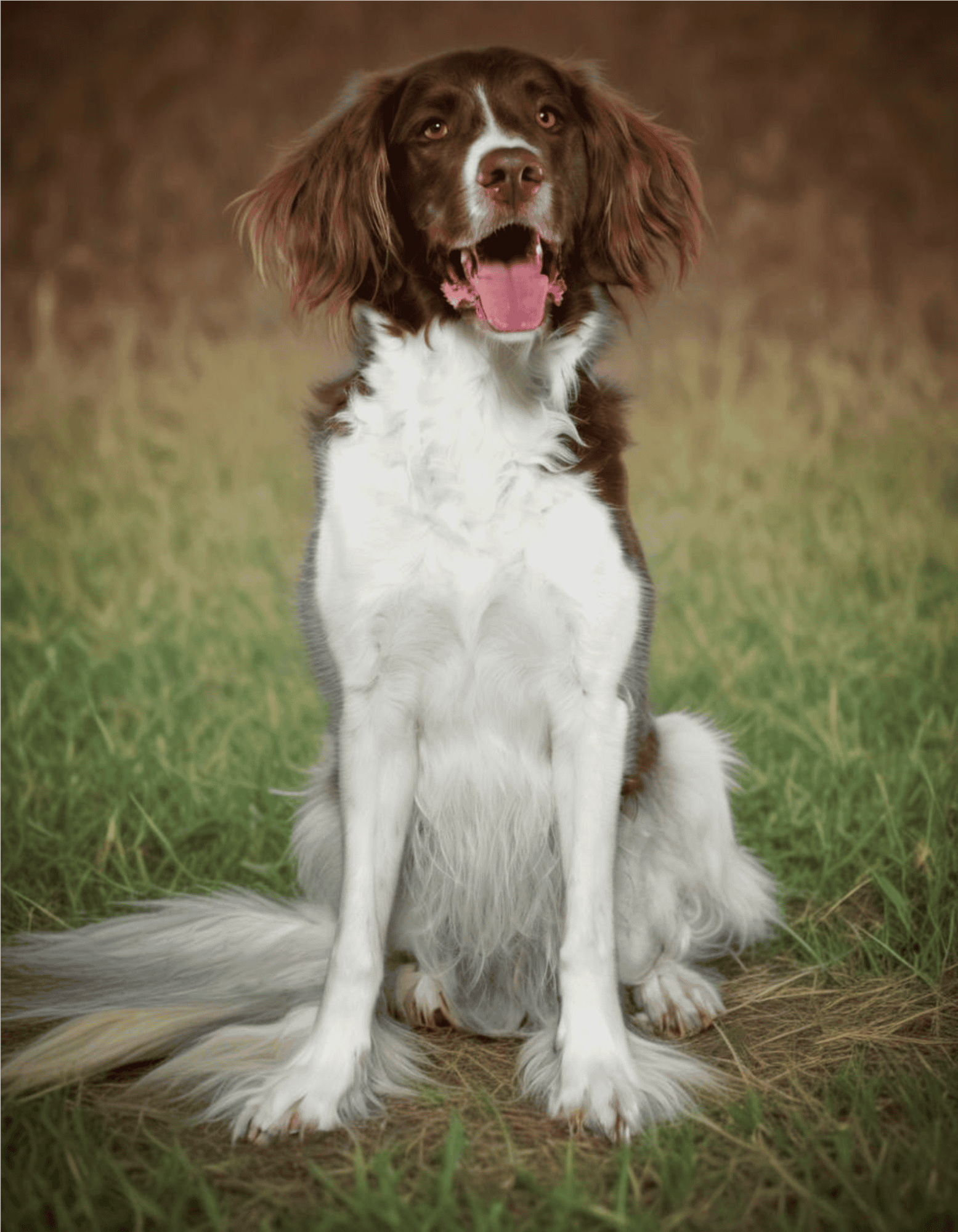 Drentsche Patrijshond They are a versatile breed