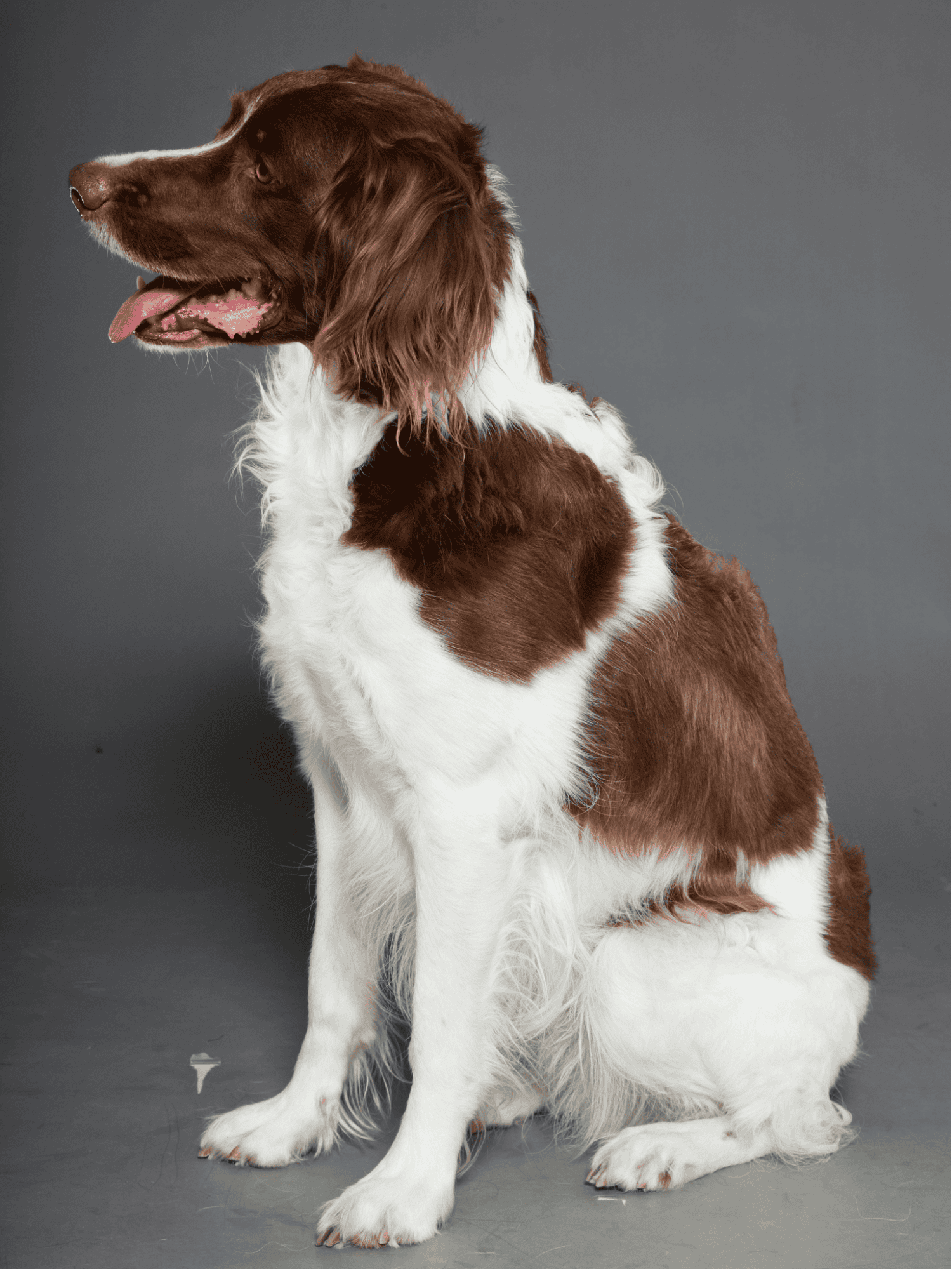 Healthy, well-groomed English Springer Spaniel dog.