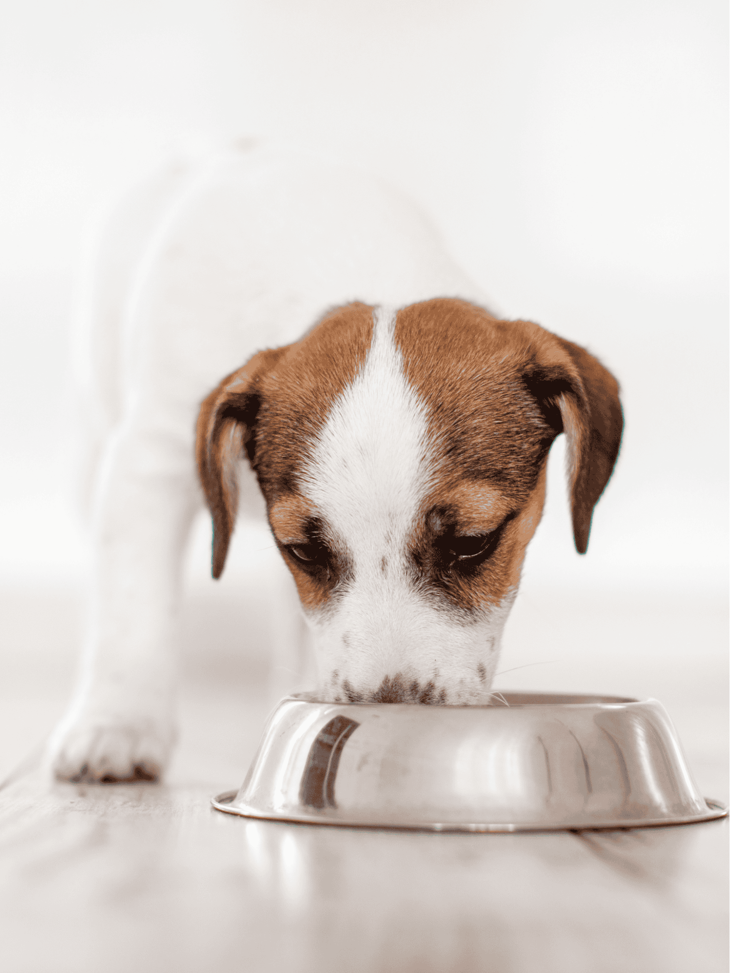 Cute puppy with brown and white fur eating from a stainless steel food bowl, focusing on pet nutrition and proper dog feeding.