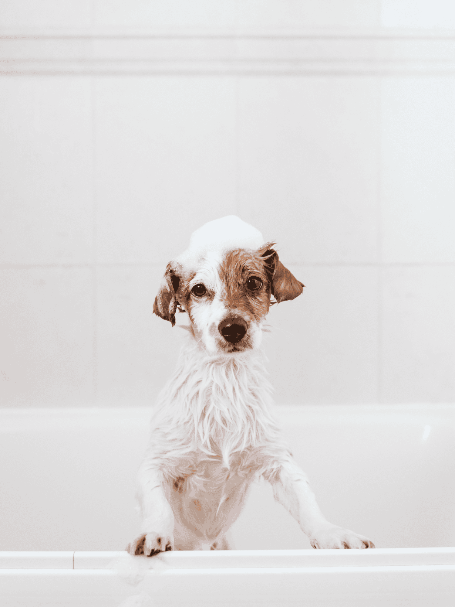 Adorable wet puppy with soap suds on head sitting in bathtub.