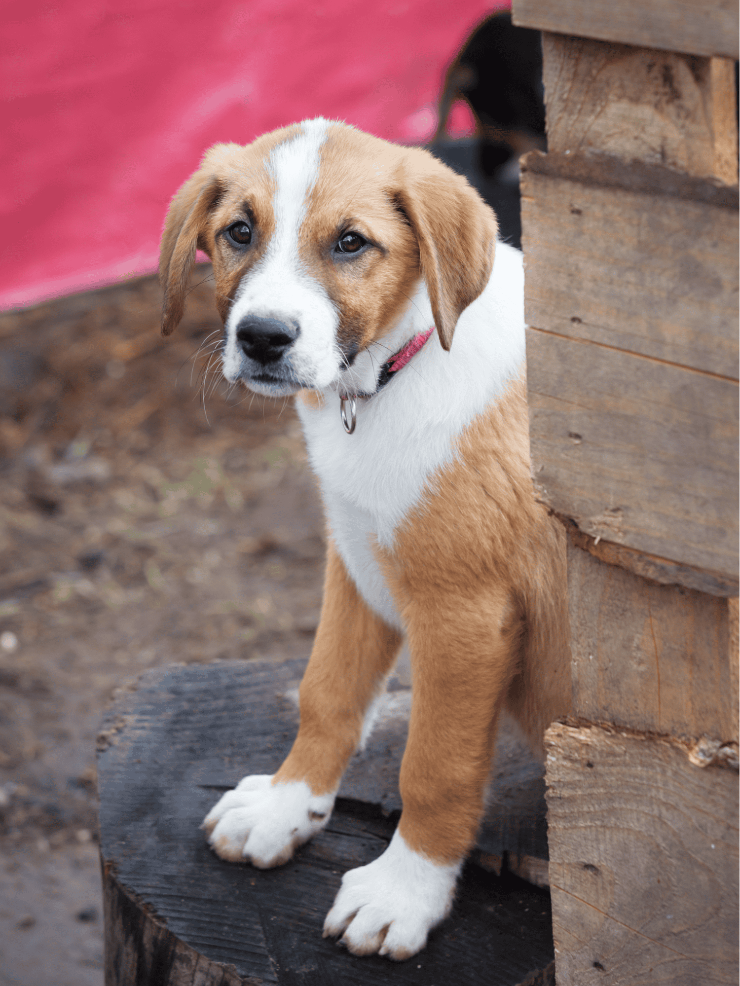 Adorable puppy dog peeking out from behind wooden structure, playful and cute pet.