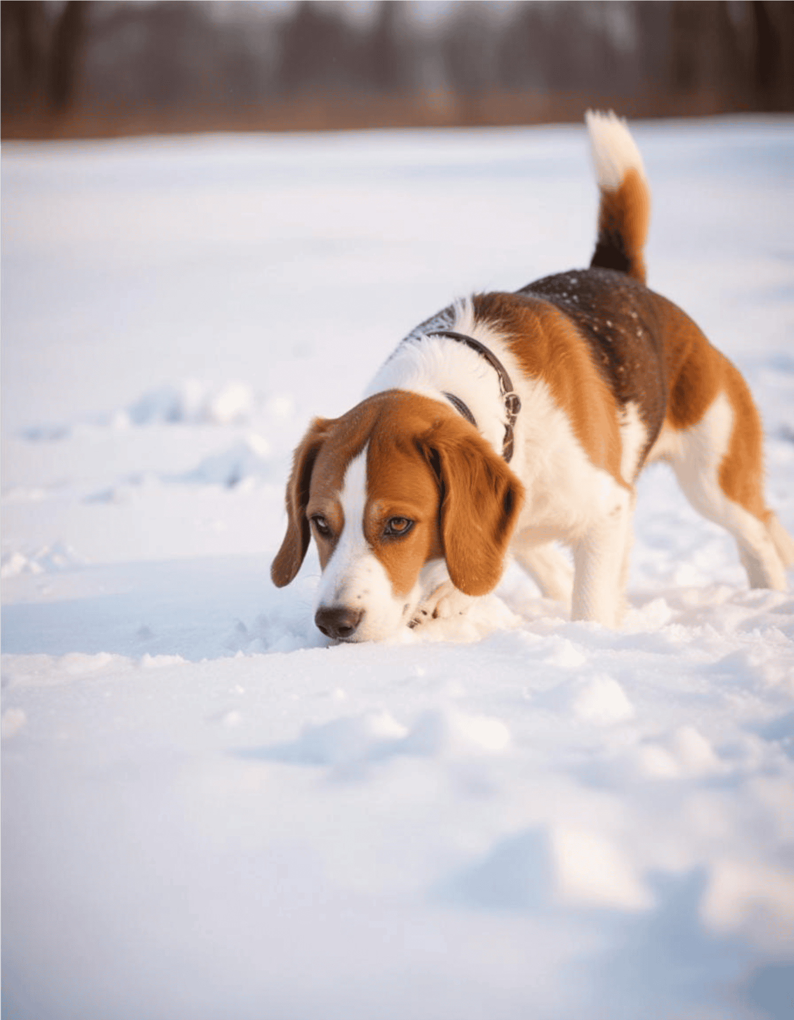 Drevers are Excellent Deer Trackers