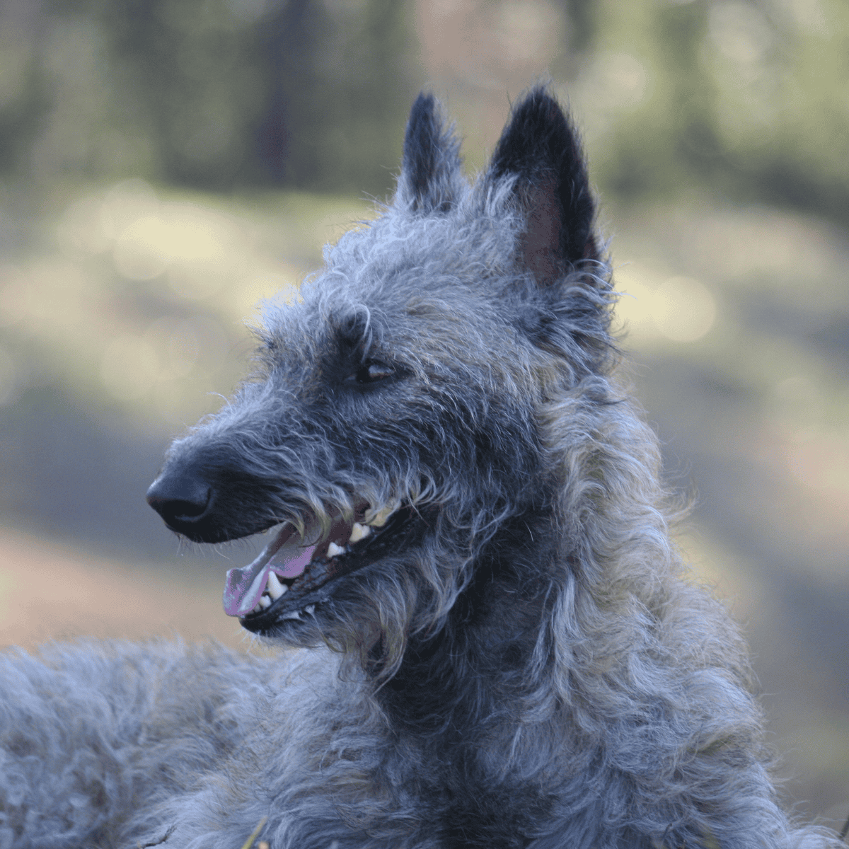 During the World Wars, Belgian Laekenois almost went extinct.