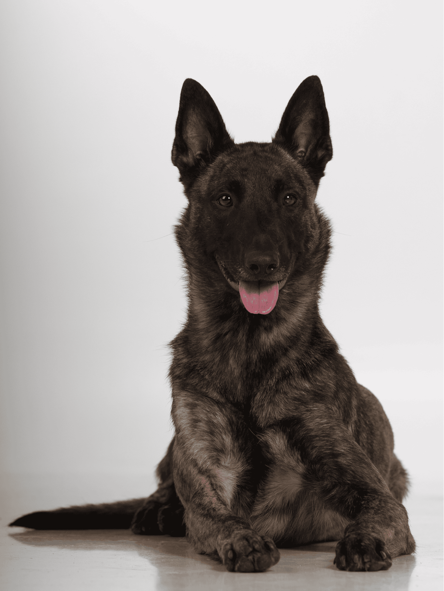 Dutch Shepherd overview