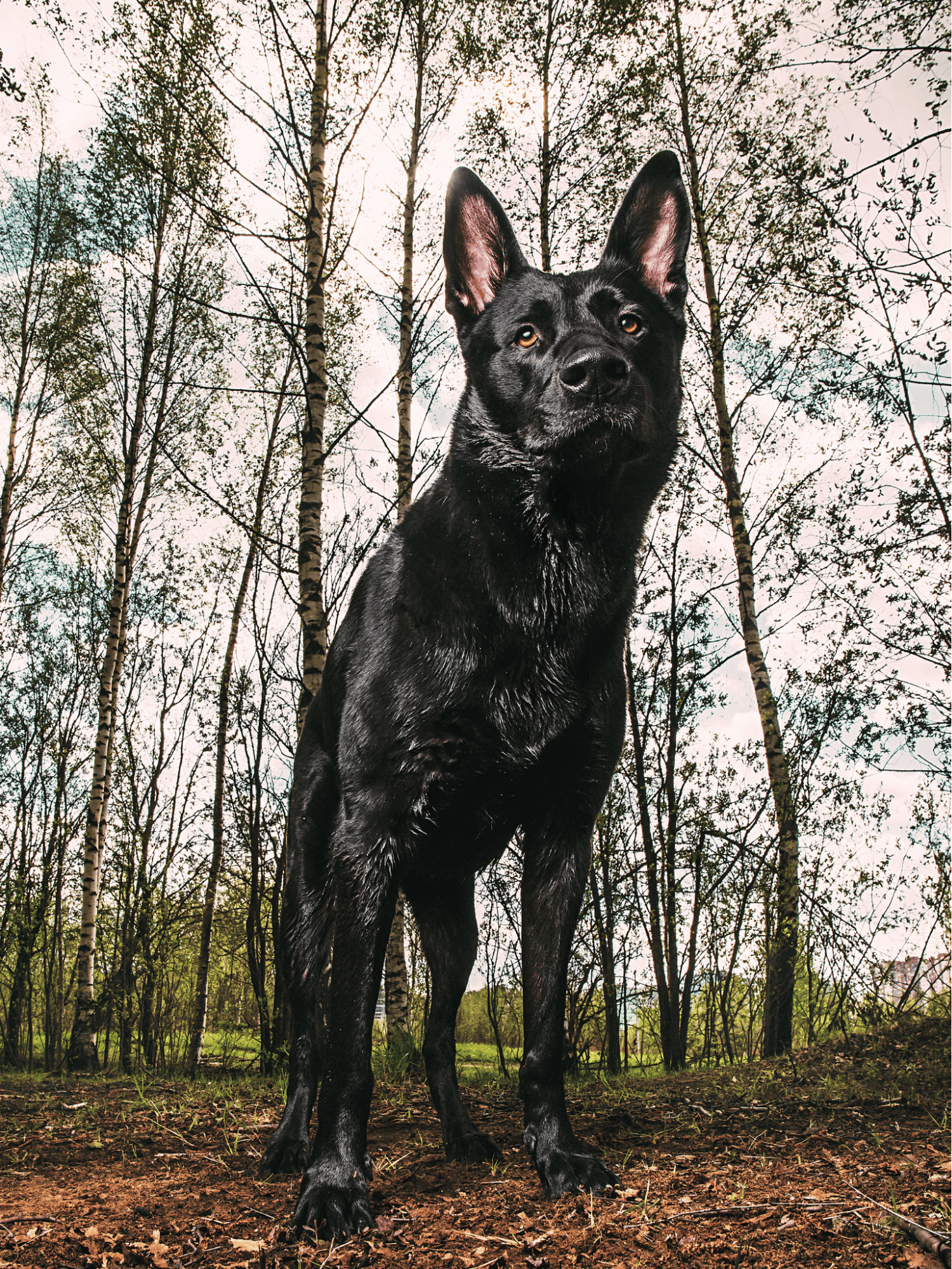 Dutch Shepherd characteristics