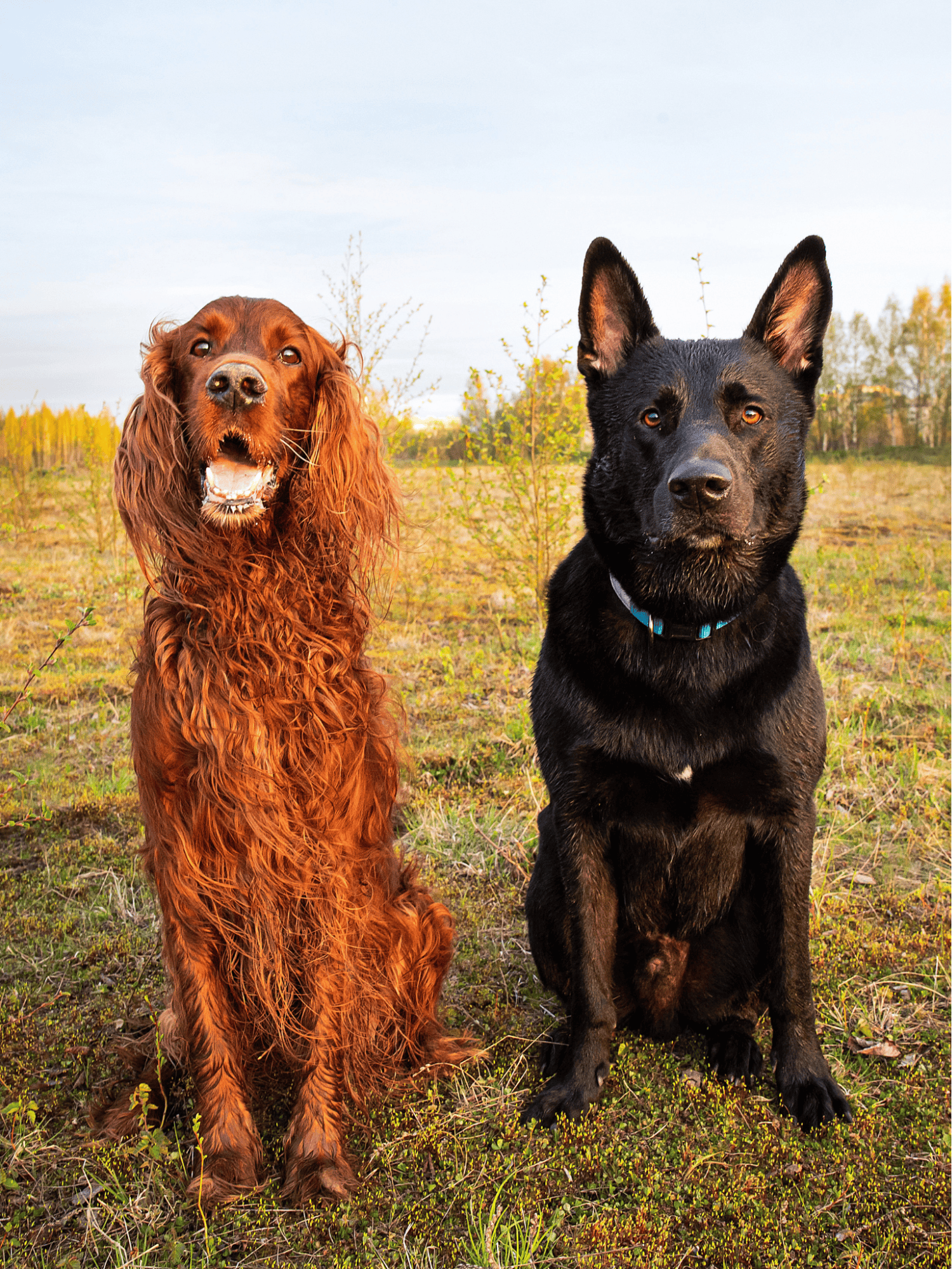 Lively Irish Setter and Schipperke sitting outdoors on grassy field, showcasing active dogs for pet care or training.